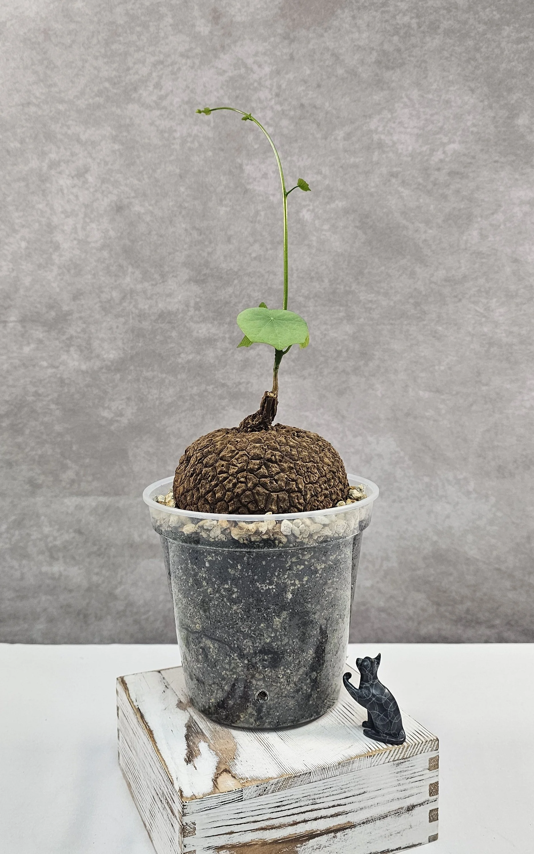 Stephania Suberosa XXL Size - A