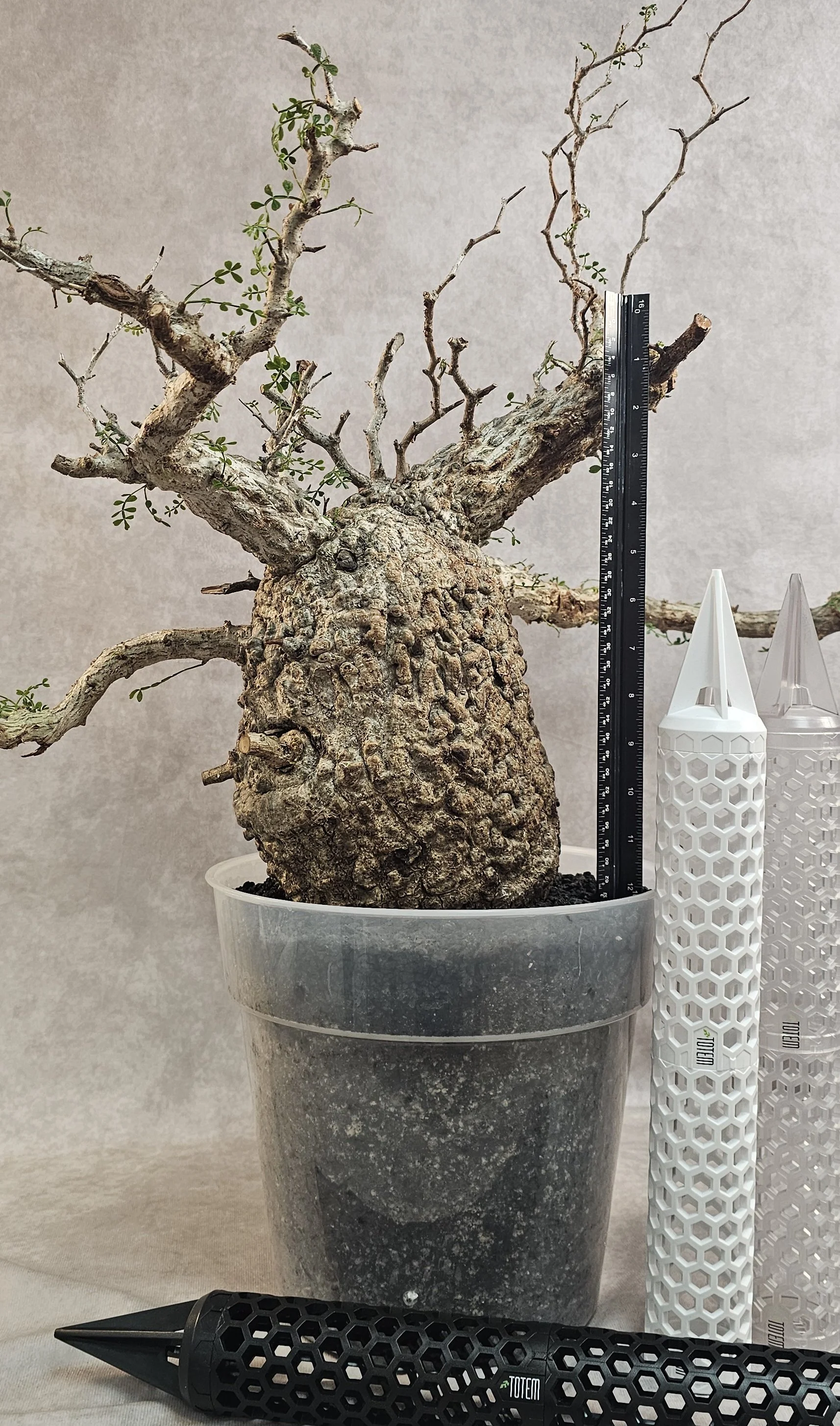 Operculicarya Pachypus - XL