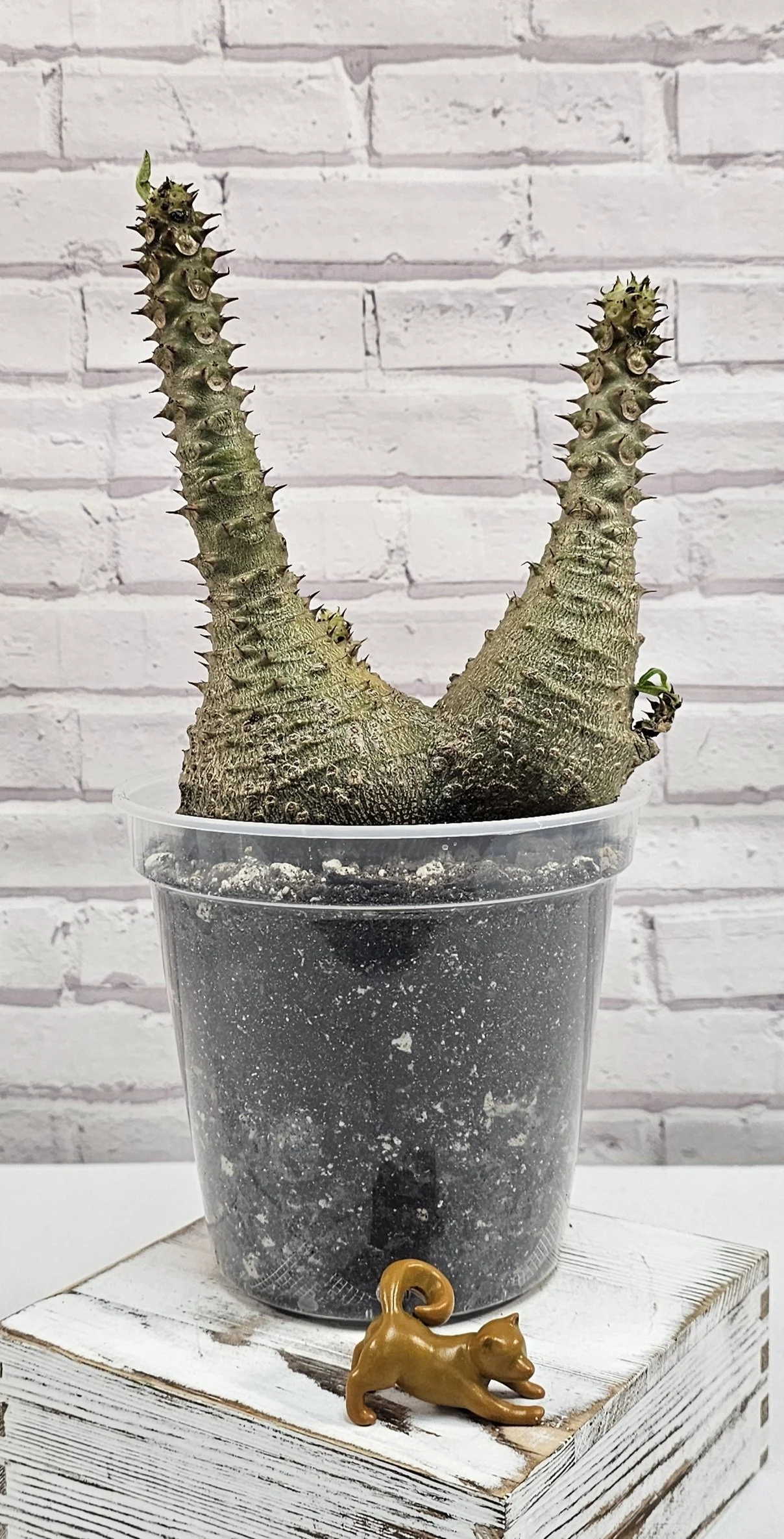 SOLD - Pachypodium Windsorii - Seedling E