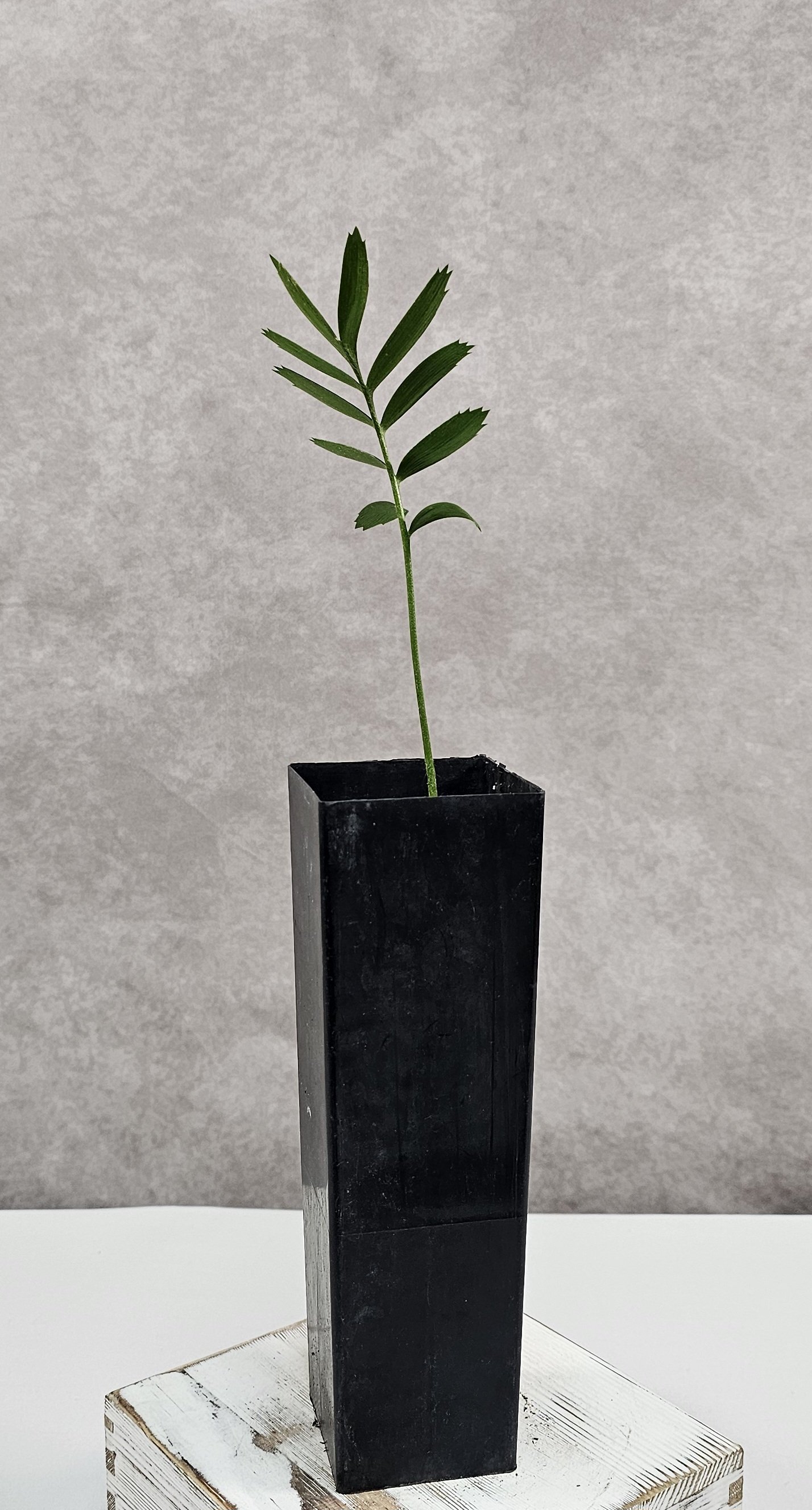 Encephelartos Latifrons - One Leaf Seedling