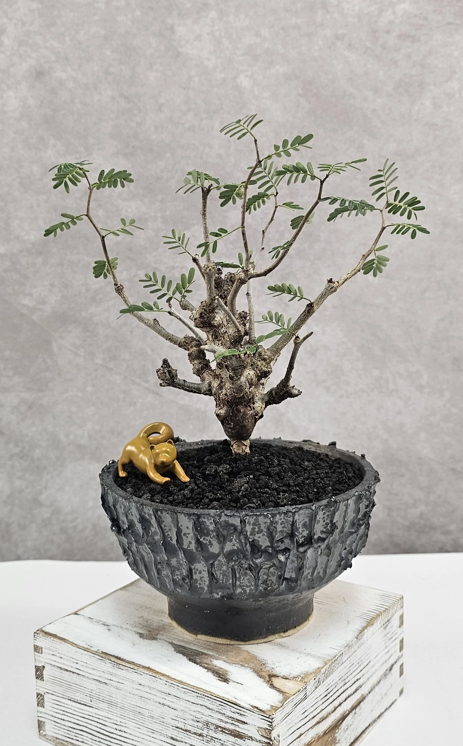 Senna Meridionalis - A