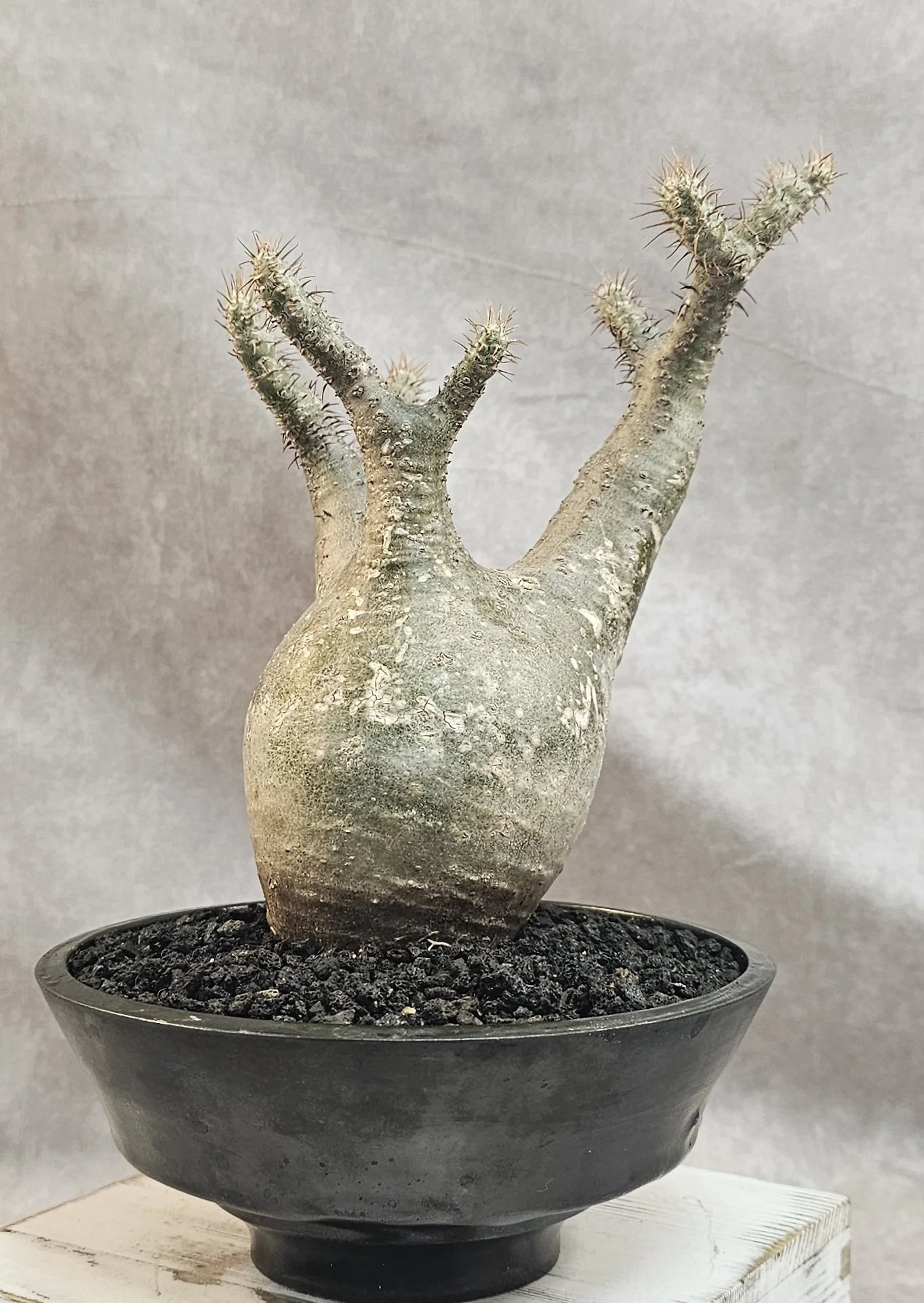 SOLD - Pachypodium Rosulatum var. Gracilius - A