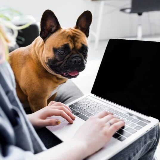 Services — Pawsitivity Pet Behavior Solutions