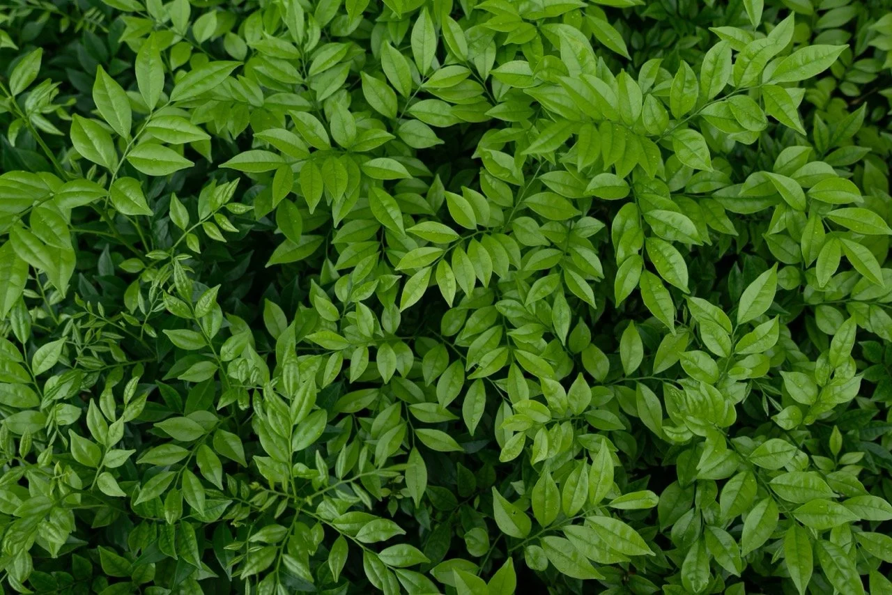 closeup-shot-small-green-leaves-bush Large.jpeg