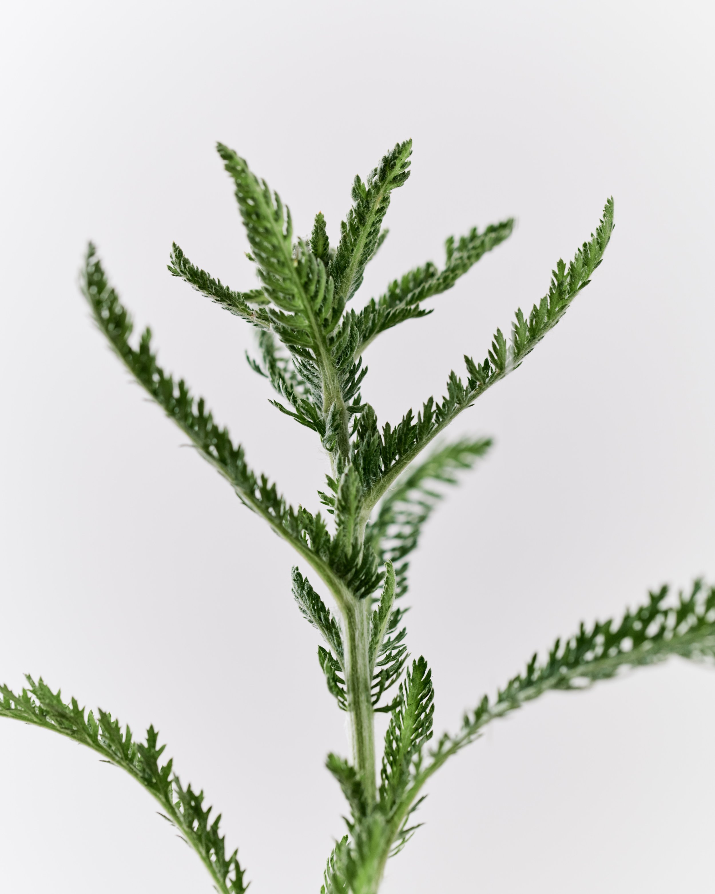 Towards Future Ecologies