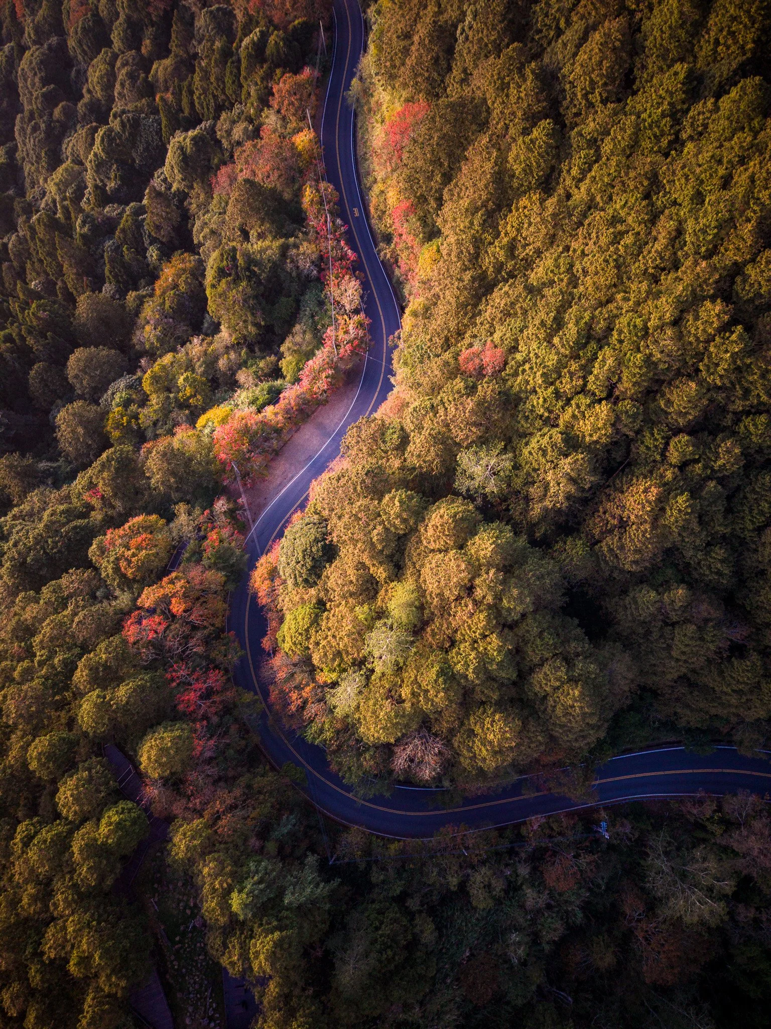 Alishan - Taiwan