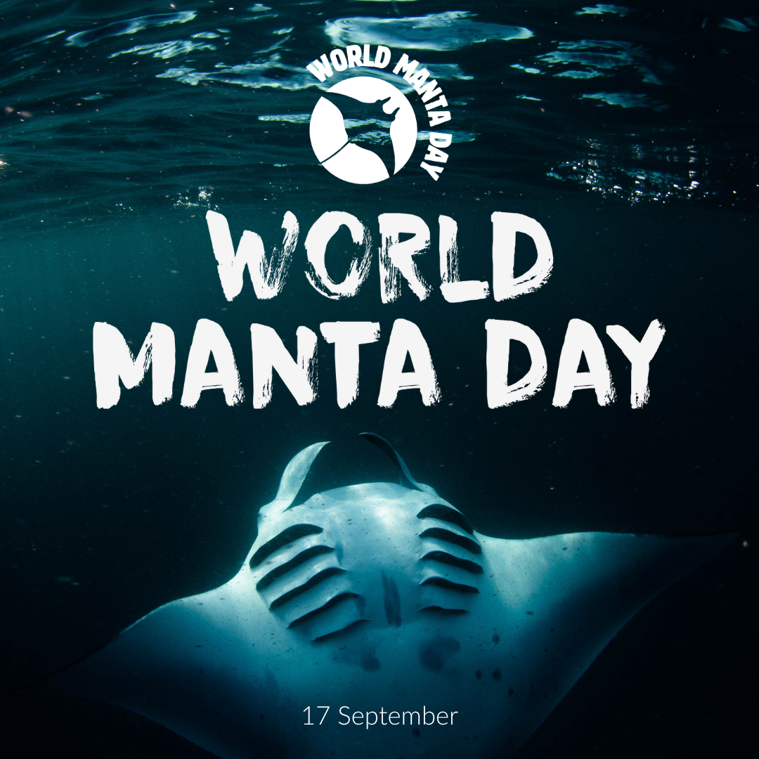 World Manta Day