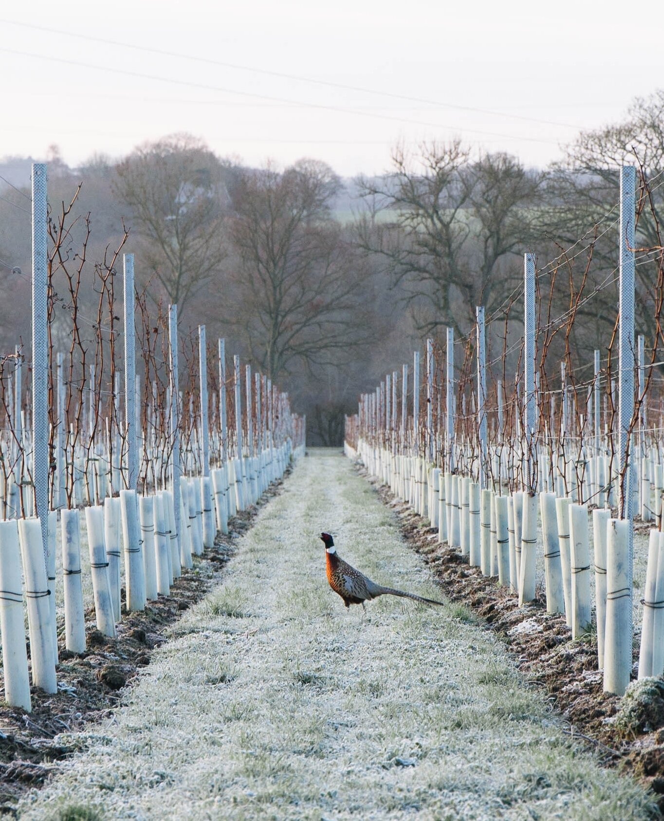 We're in for another cold snap this week here in West Sussex 🥶 The thermals are back out and our favourite winter soups are on heavy rotation! 🥘⁠
⁠
We're always in awe of nature's hardiness during the depths of winter. Our precious grapevines are n