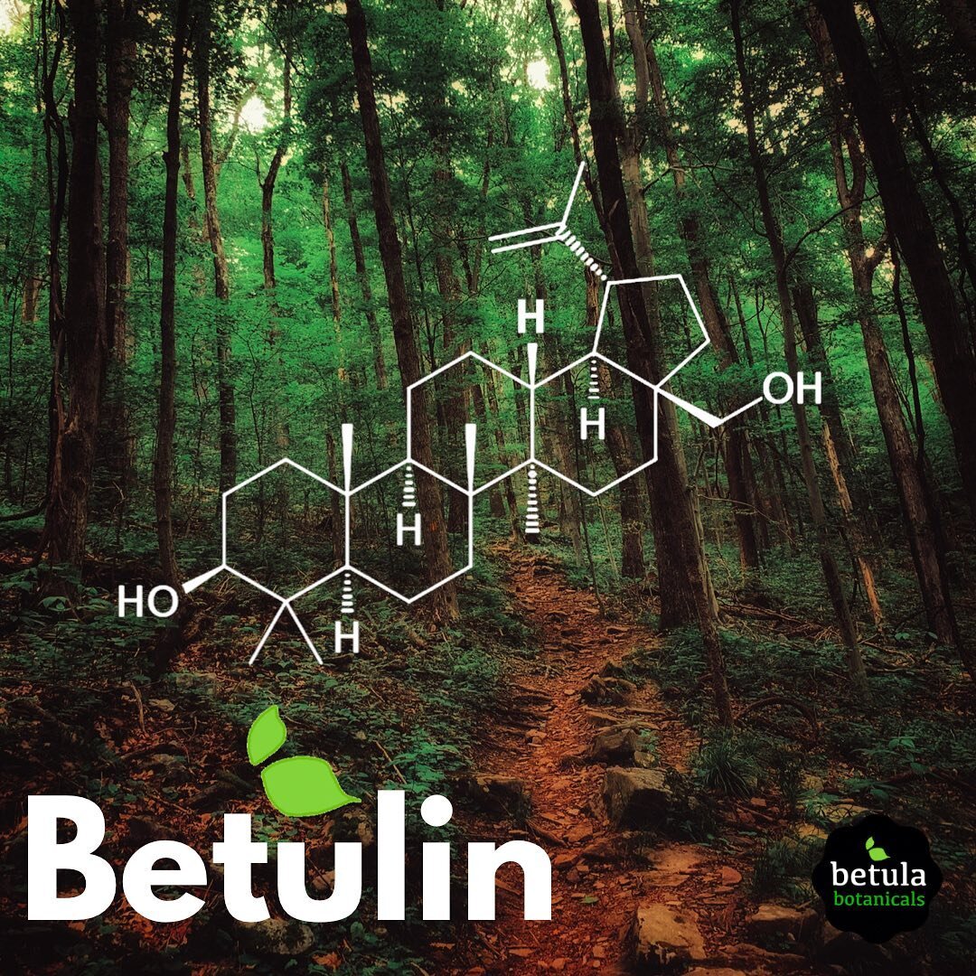 Betulin, the reason we&rsquo;re all here! Betulin is a truterpene compound that has been studied as strong antioxidant, anti-inflammatory, and anti-microbial agent. Birch trees are the richest source of naturally occurring Betulin! In fact, the nomen