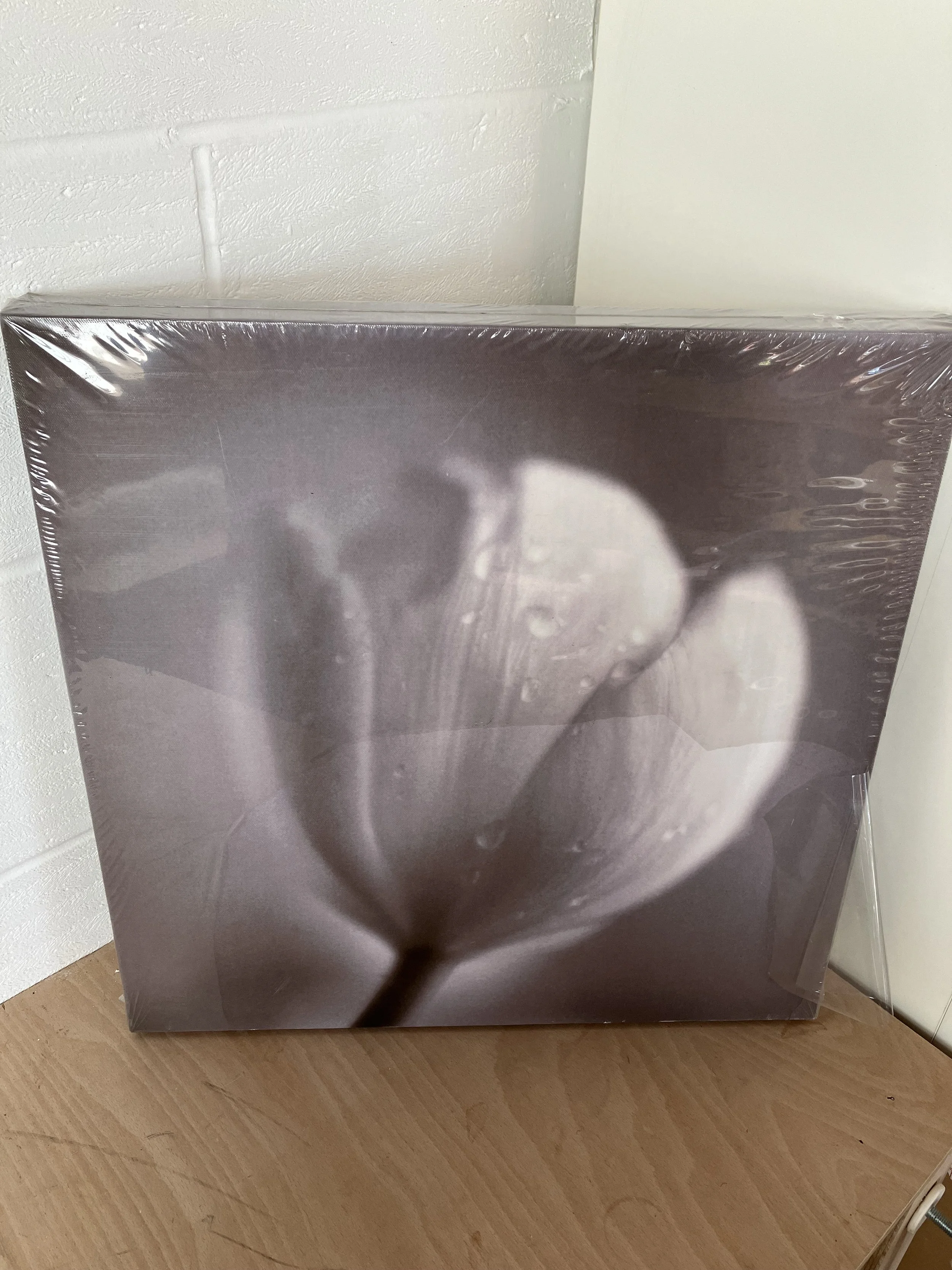Canvas Wall Art of a Tulip and Water Drops
