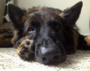 german shepherd rescue north west