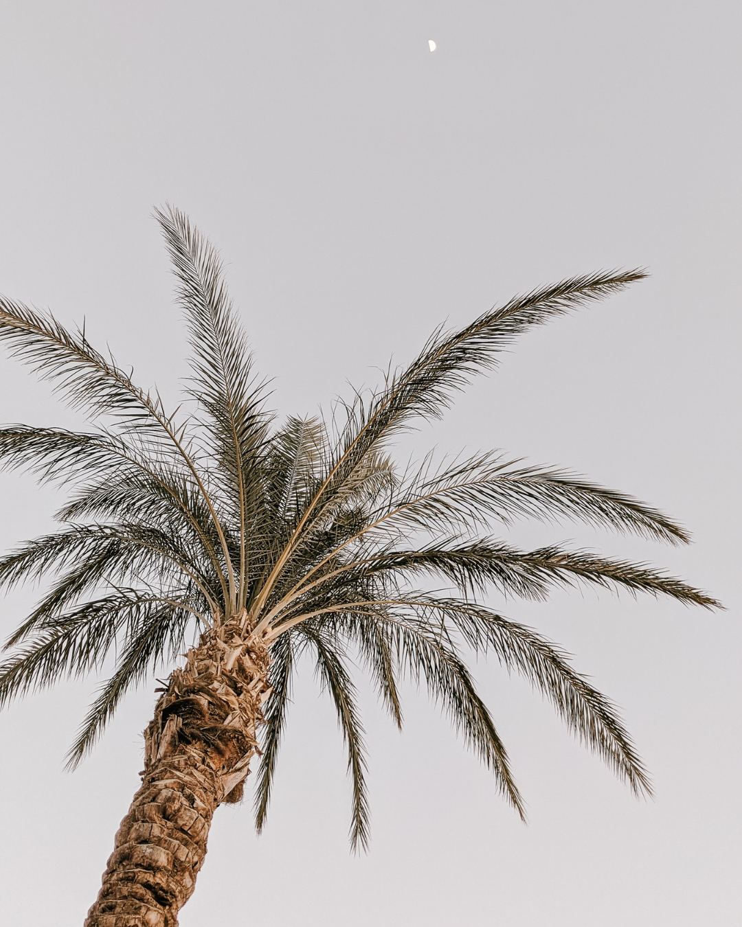 058 when to put down roots and when to find somewhere else to grow