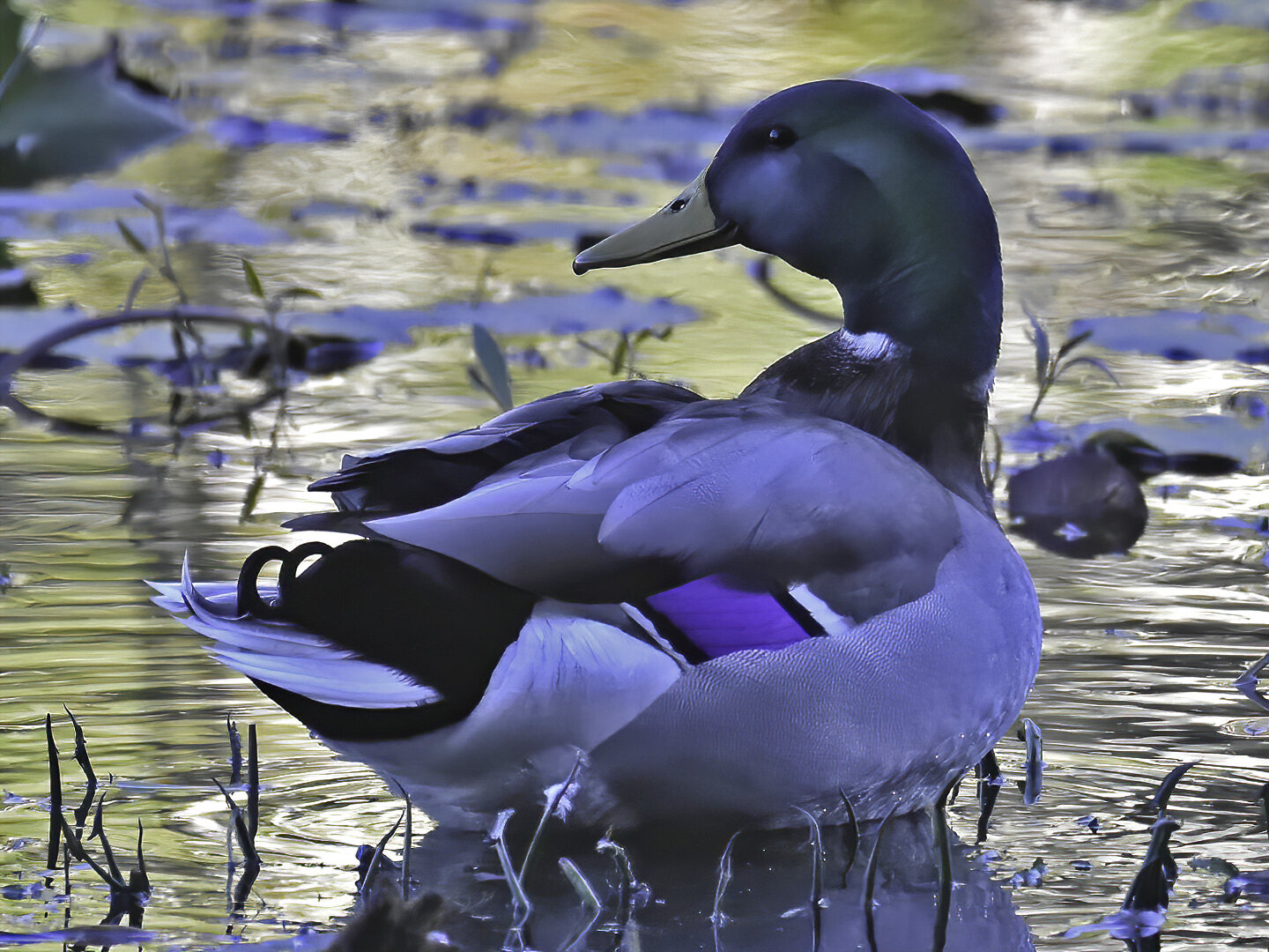 American Black Duck/Mallard Hybrid