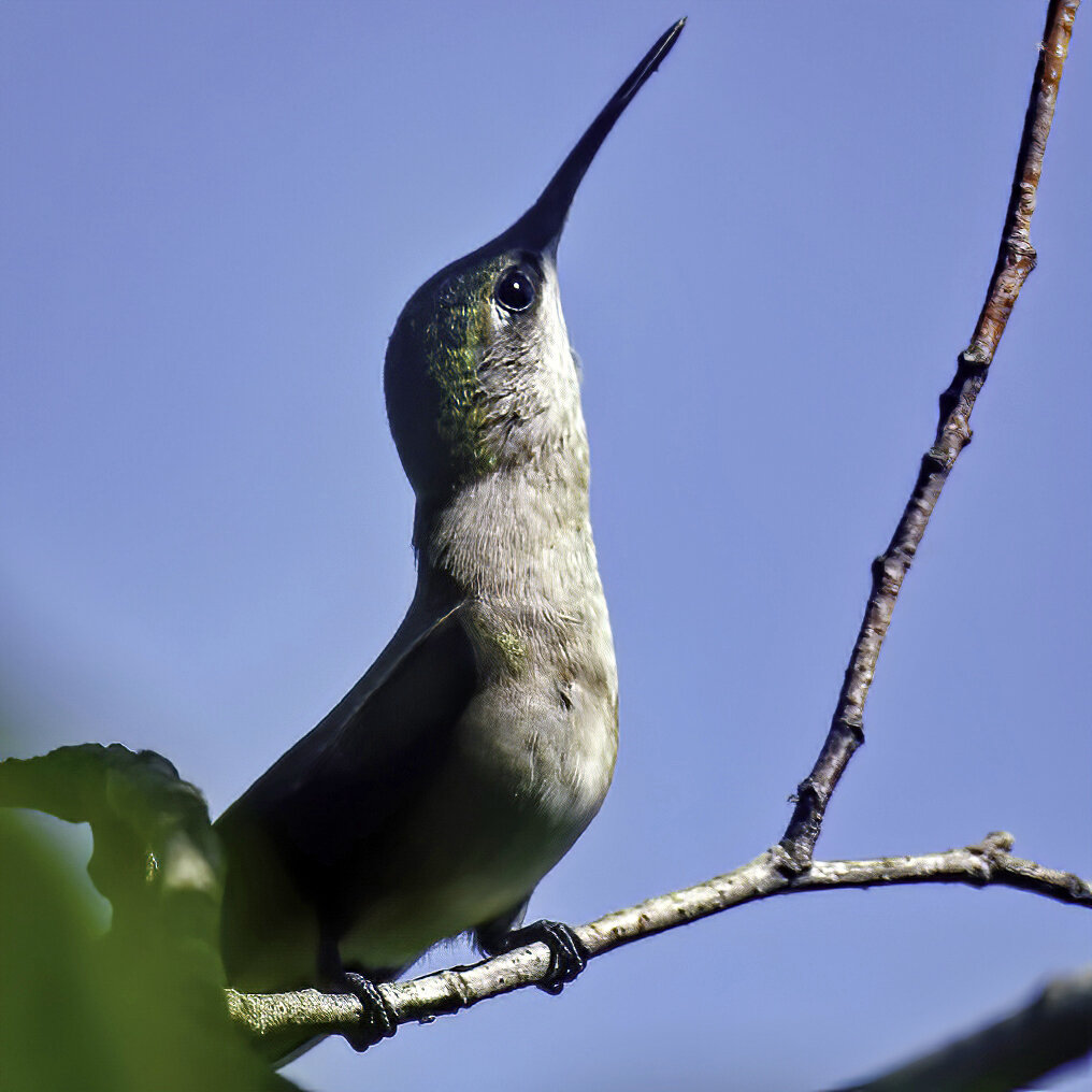 Hummingbird about to Fly