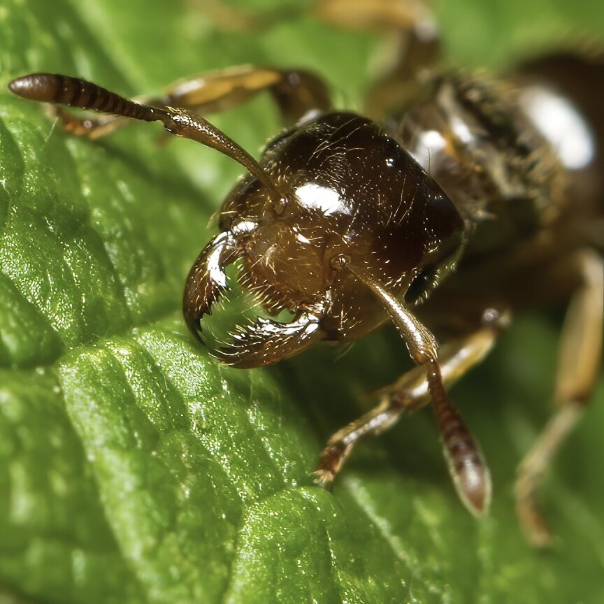 Small Honey Ant