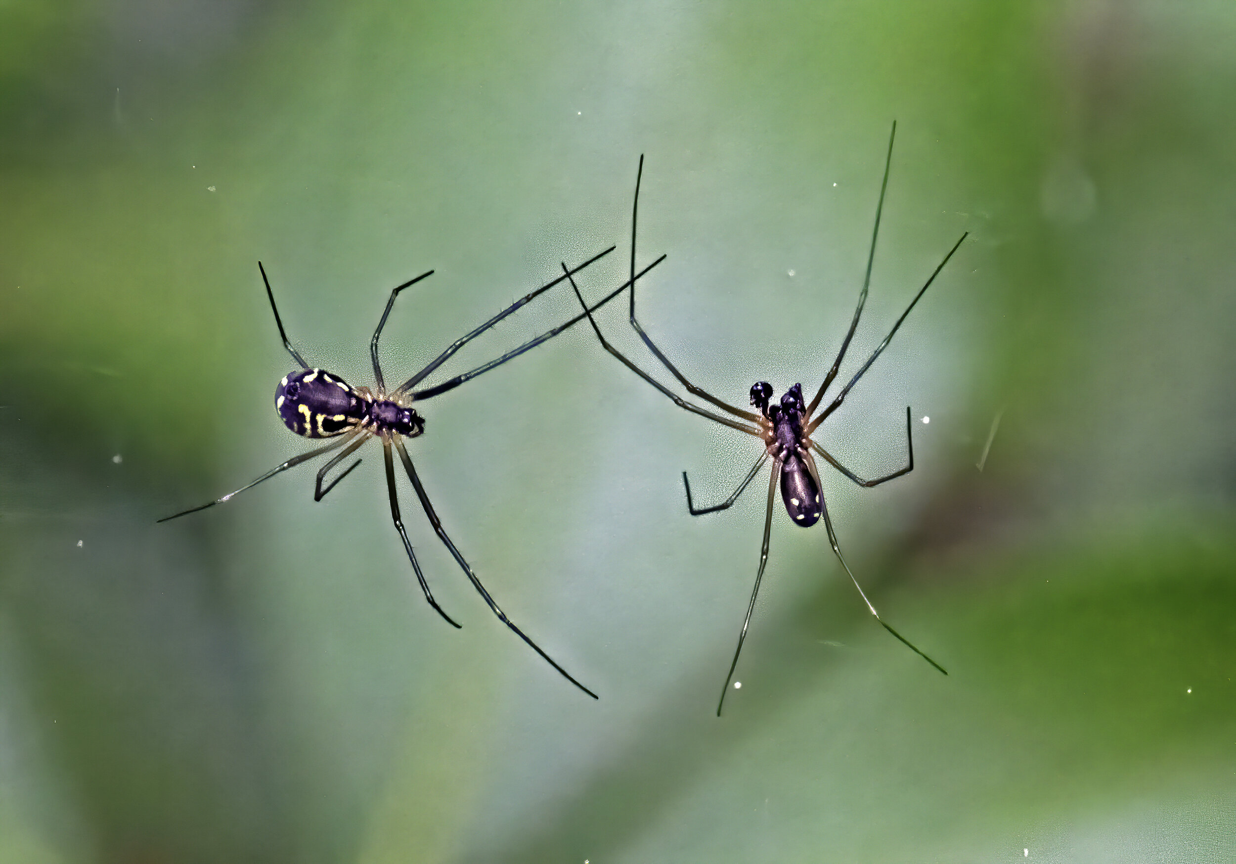 Mating Ritual of Black and Yellow Garden Spiders