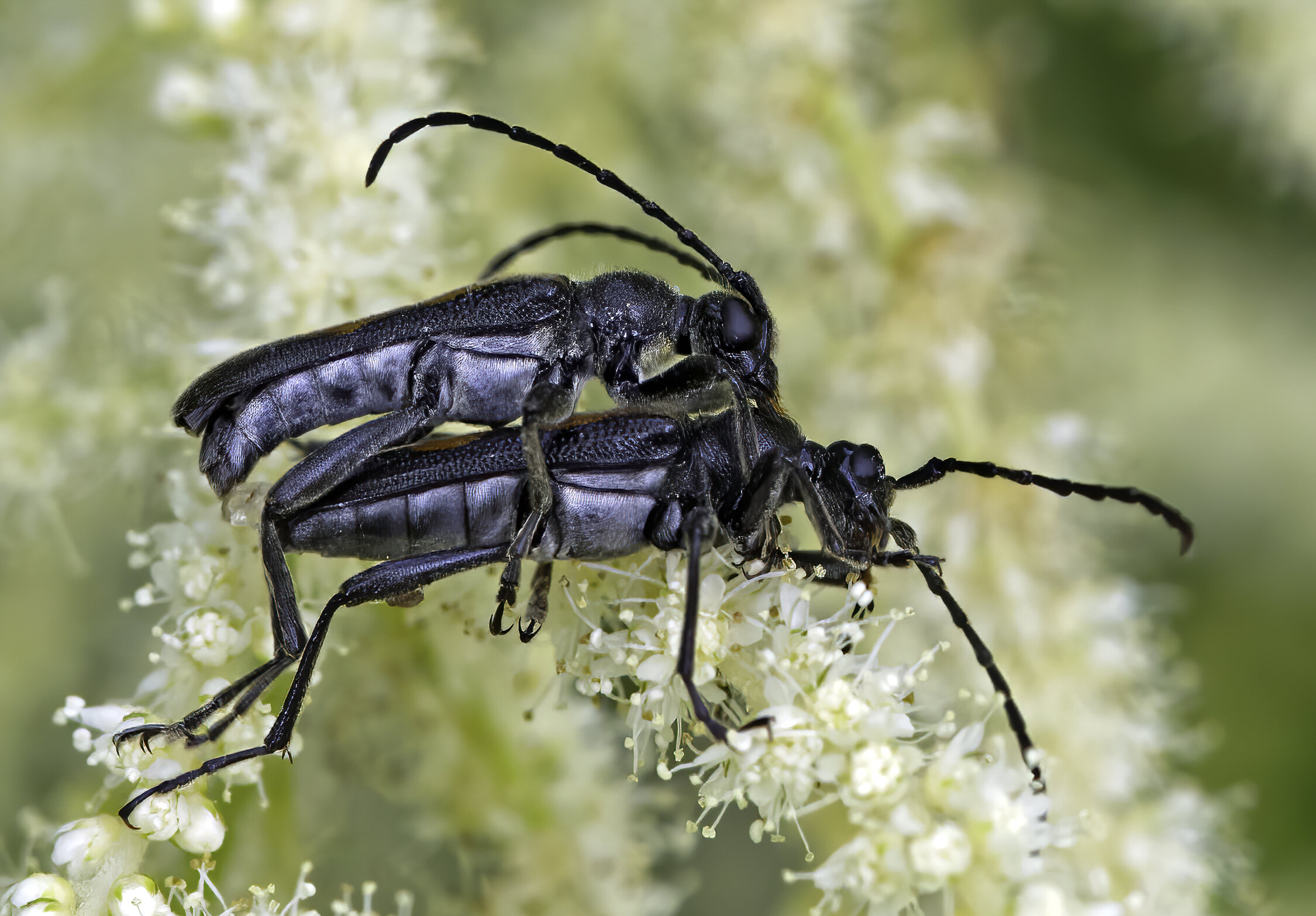 Longhorn Beetles (Stenocorus meridianus) Mating