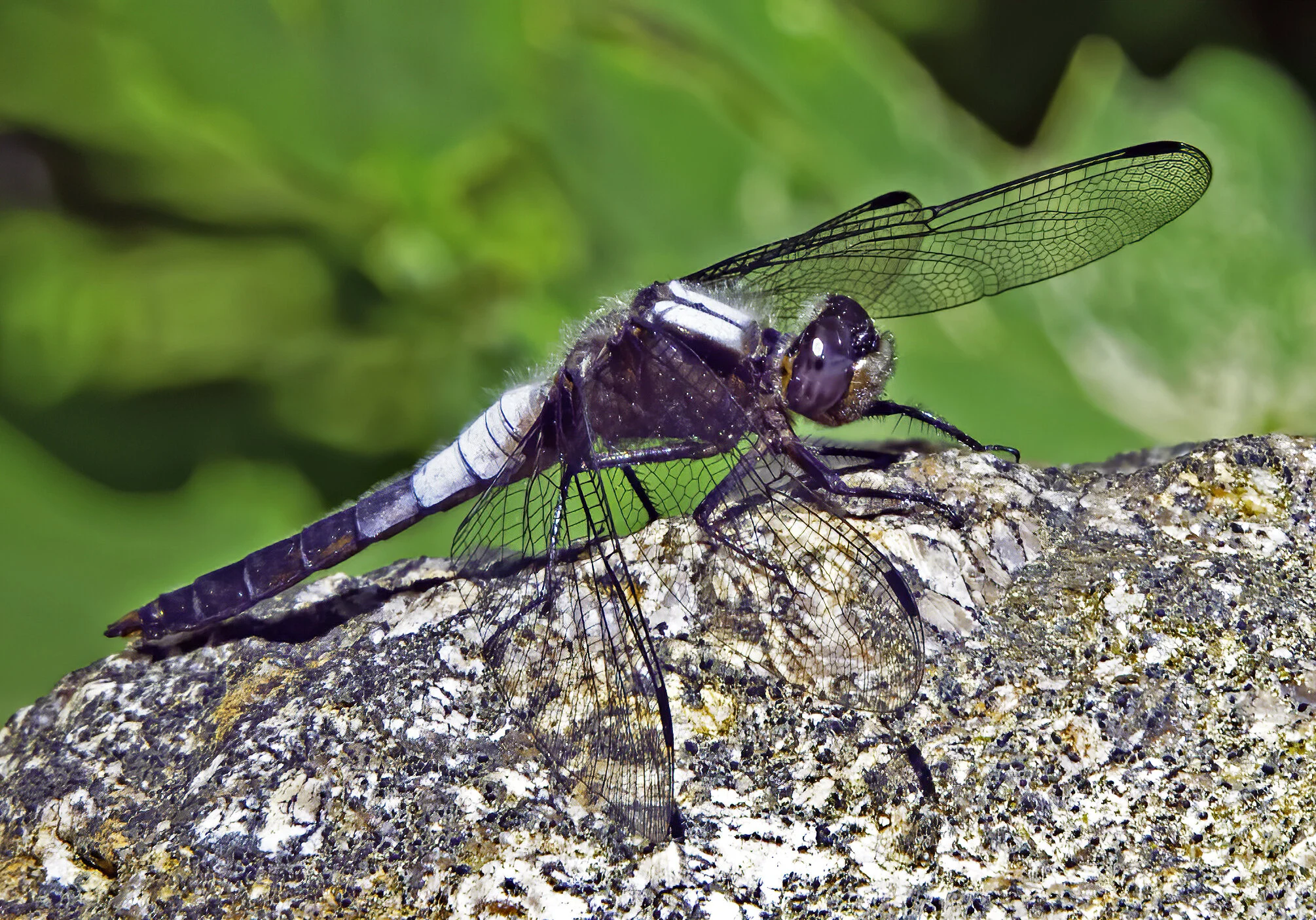 Dragonflies and Damselflies - Odonta — Audrey Kali Photography