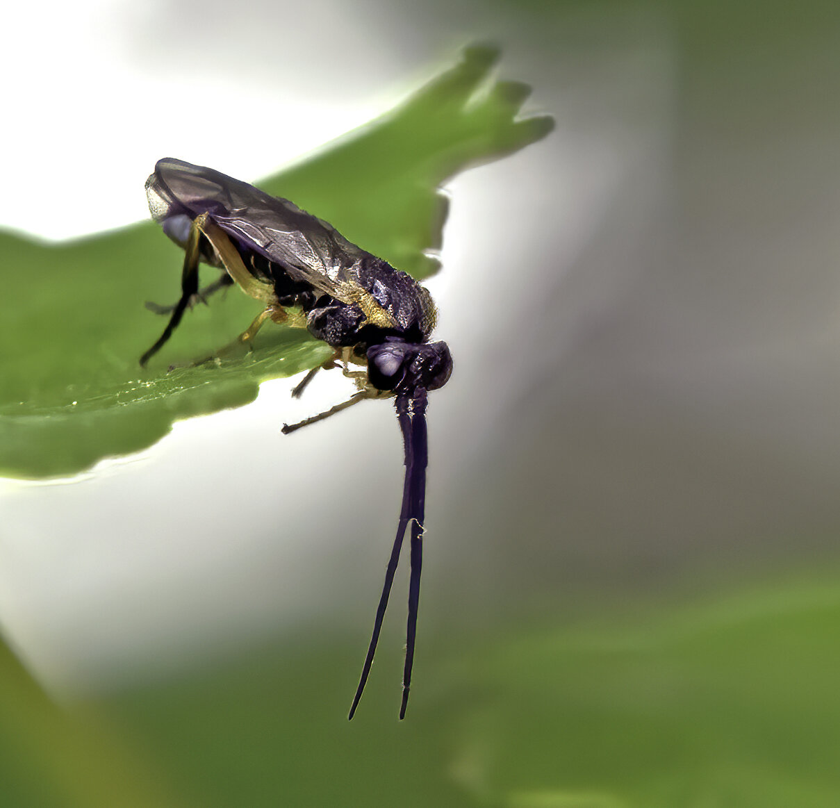 Sawfly (Argidae)