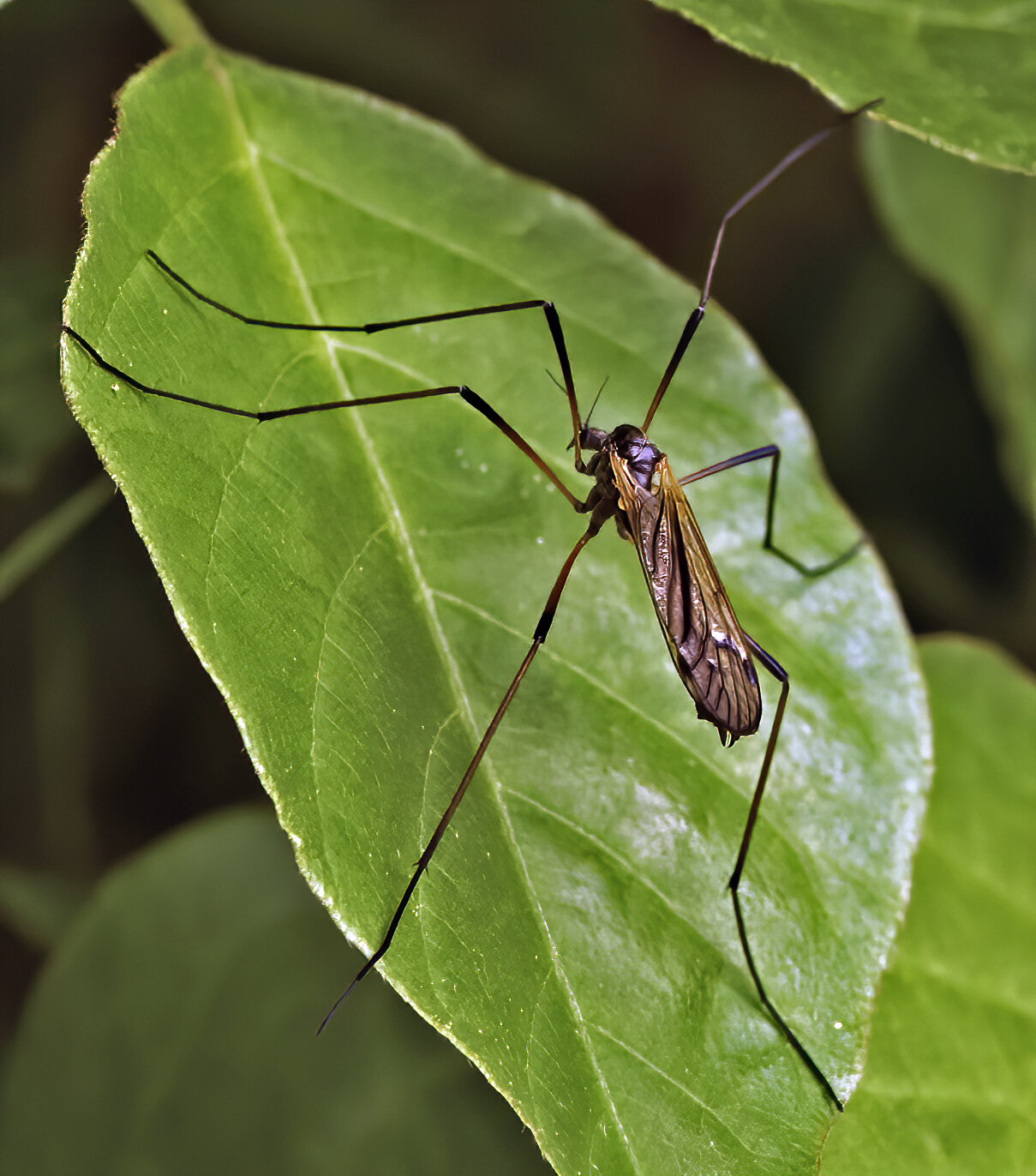 Winter Crane Fly (Trichocera)