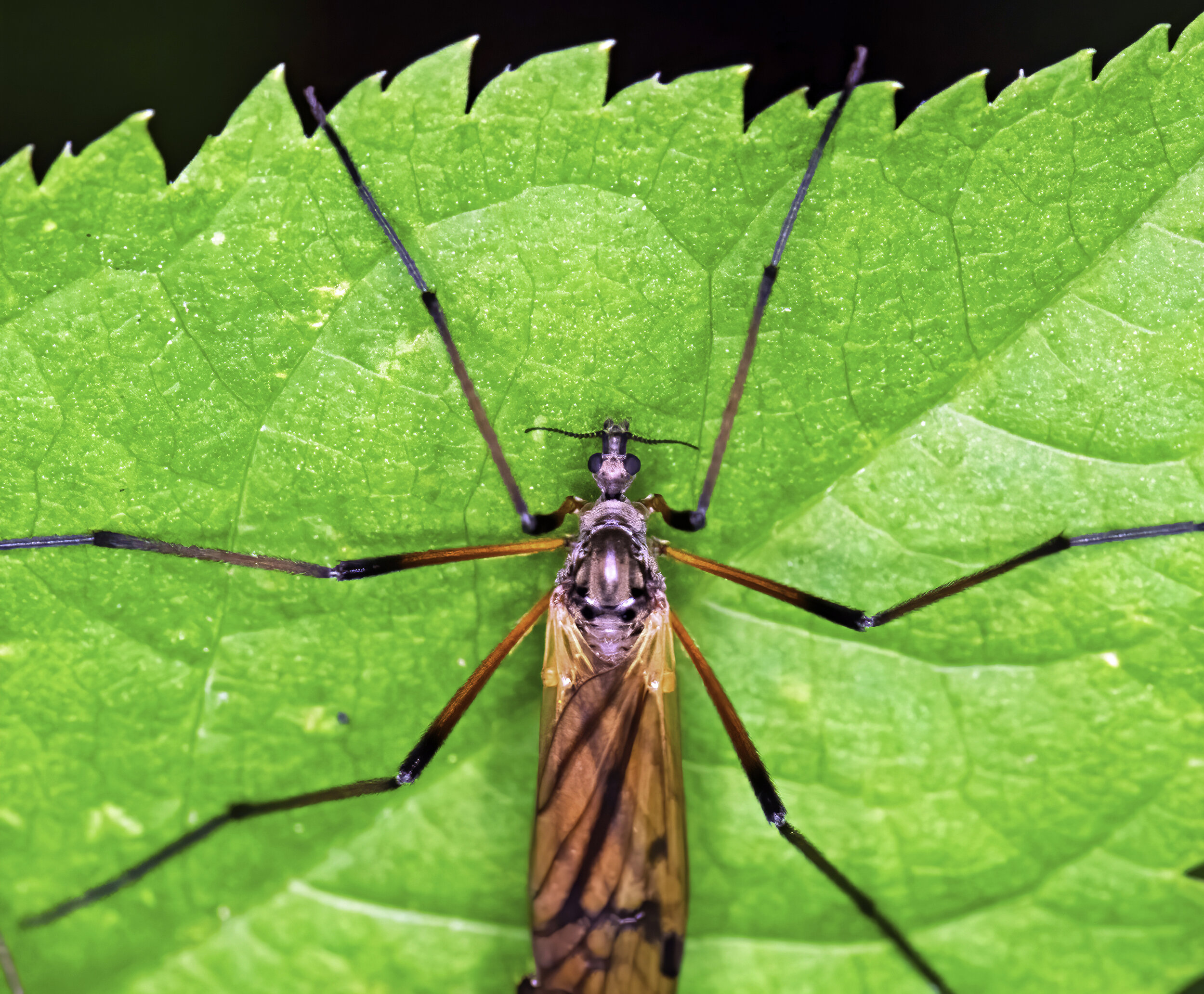 Winter Crane Fly (Trichocera)