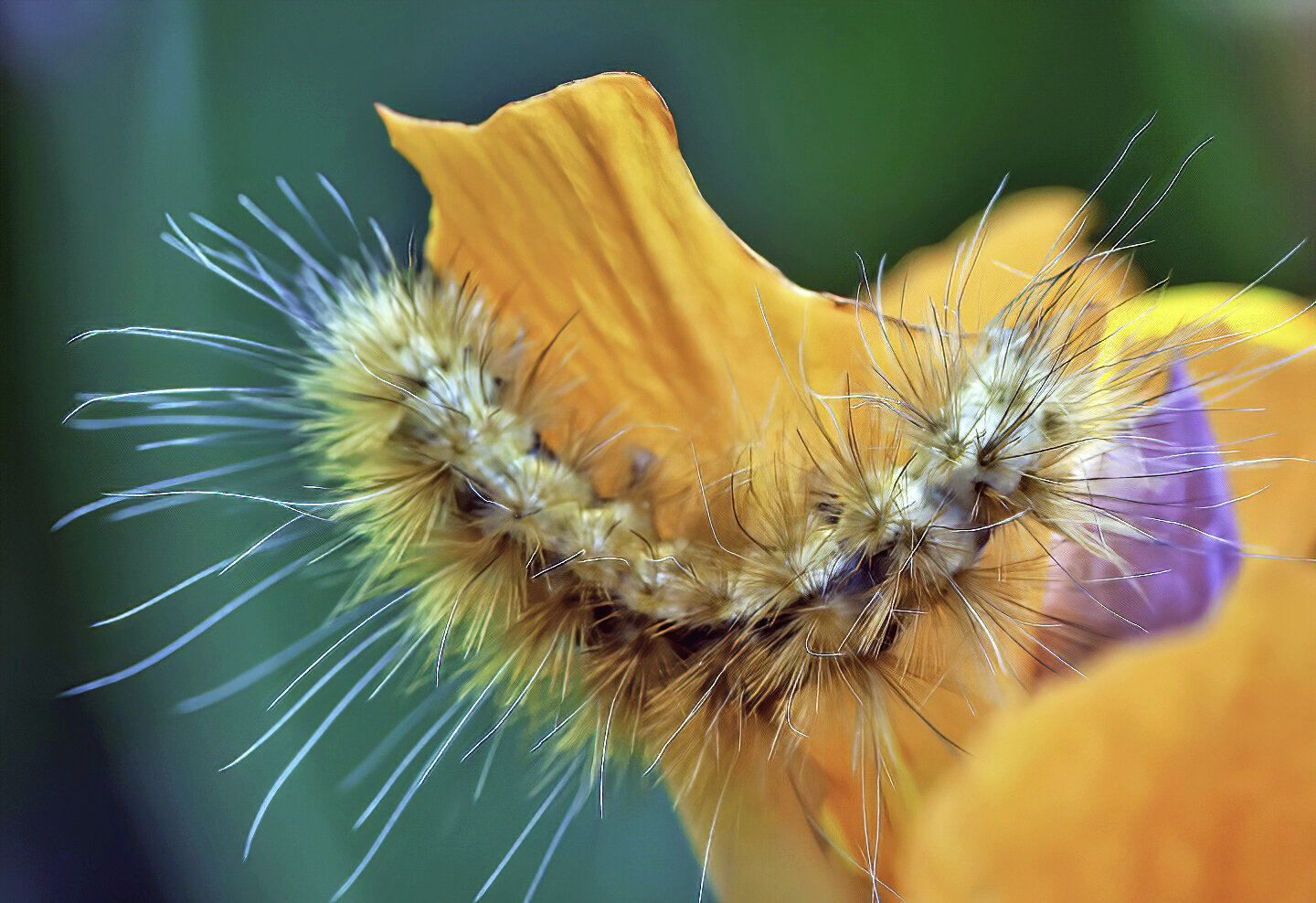 Virginia Tiger Moth Caterpillar