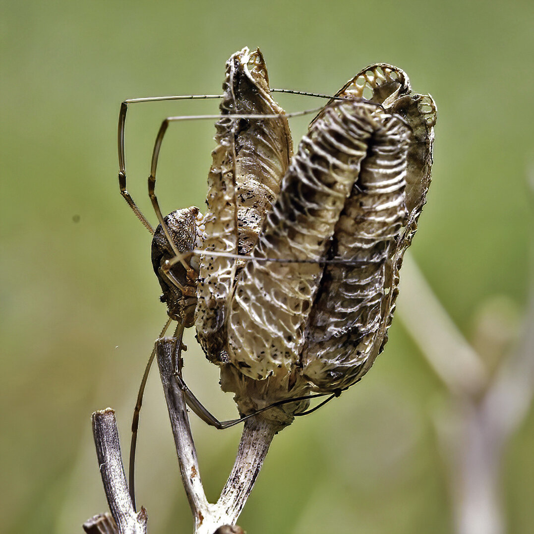 Eastern Harvestman Spider on Dried Flower