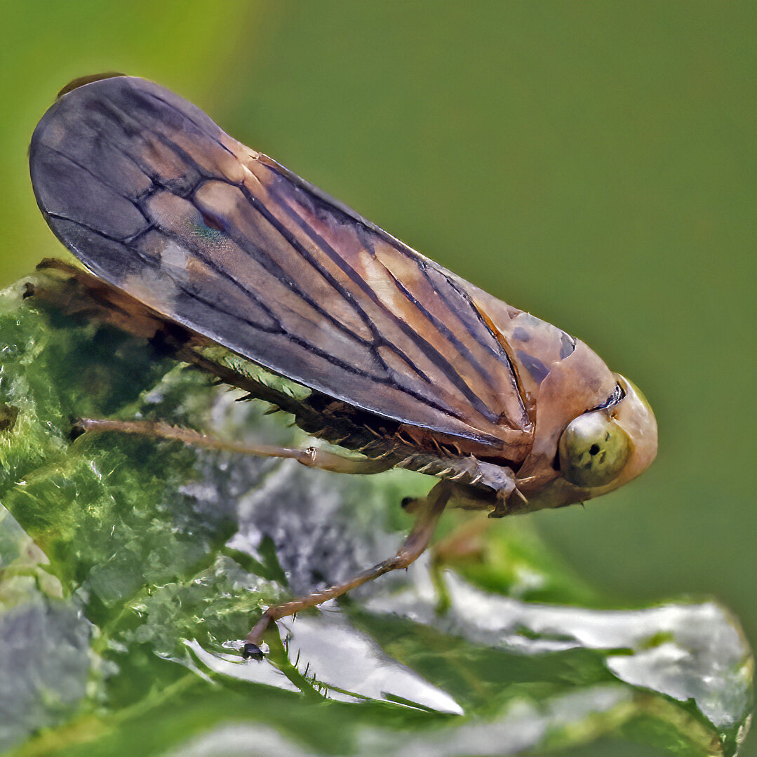 Gray Lawn Leafhopper
