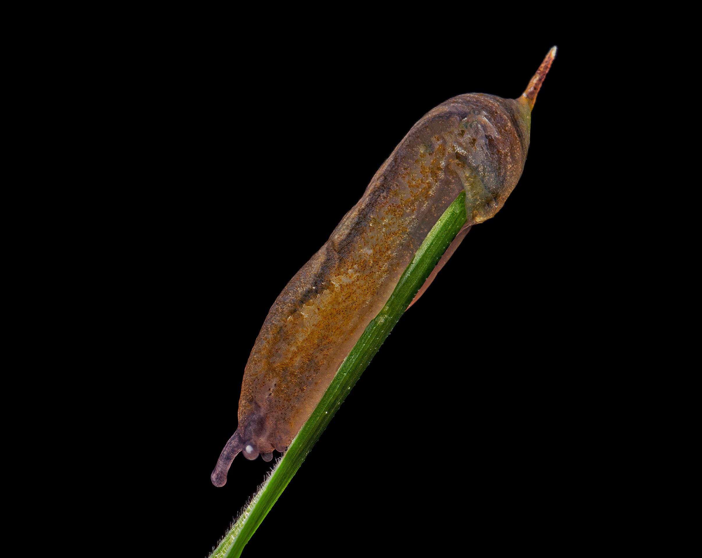 Slug on Blade of Grass