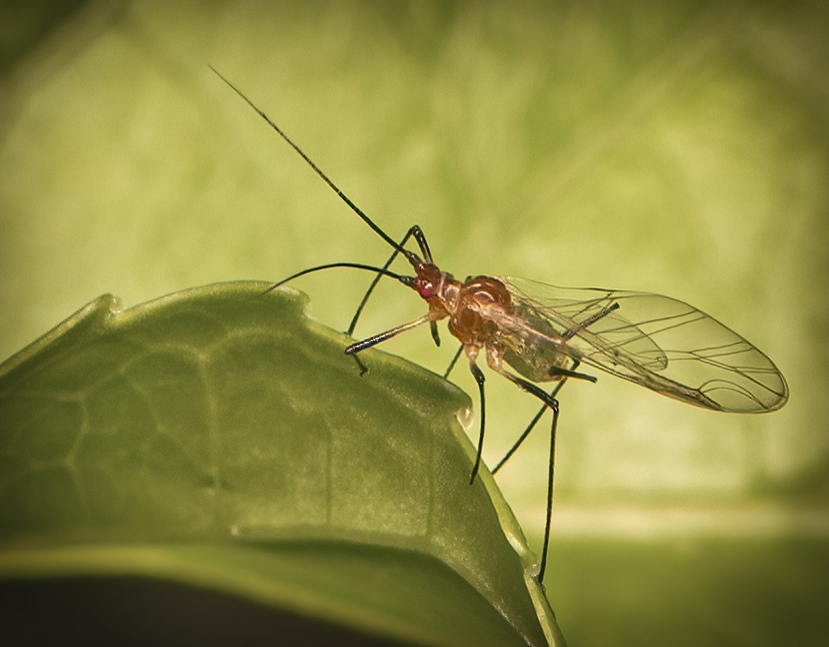 Winged Aphid on a Leaf