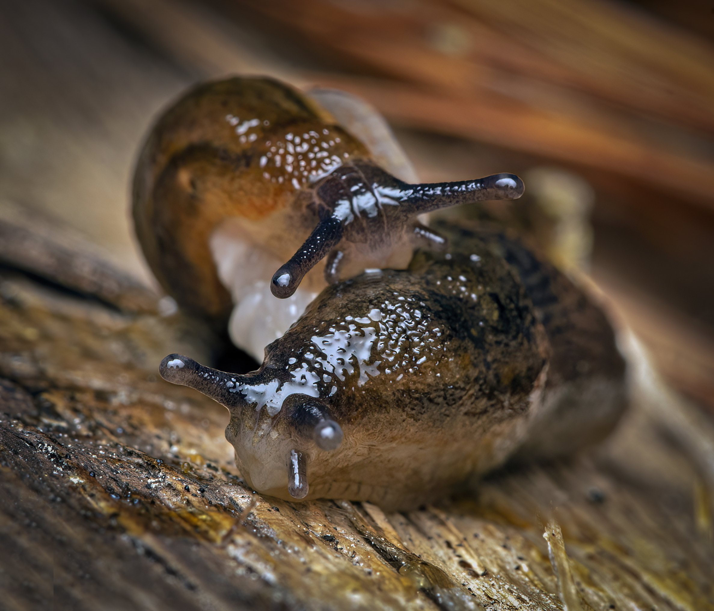Slugs Mating Continued