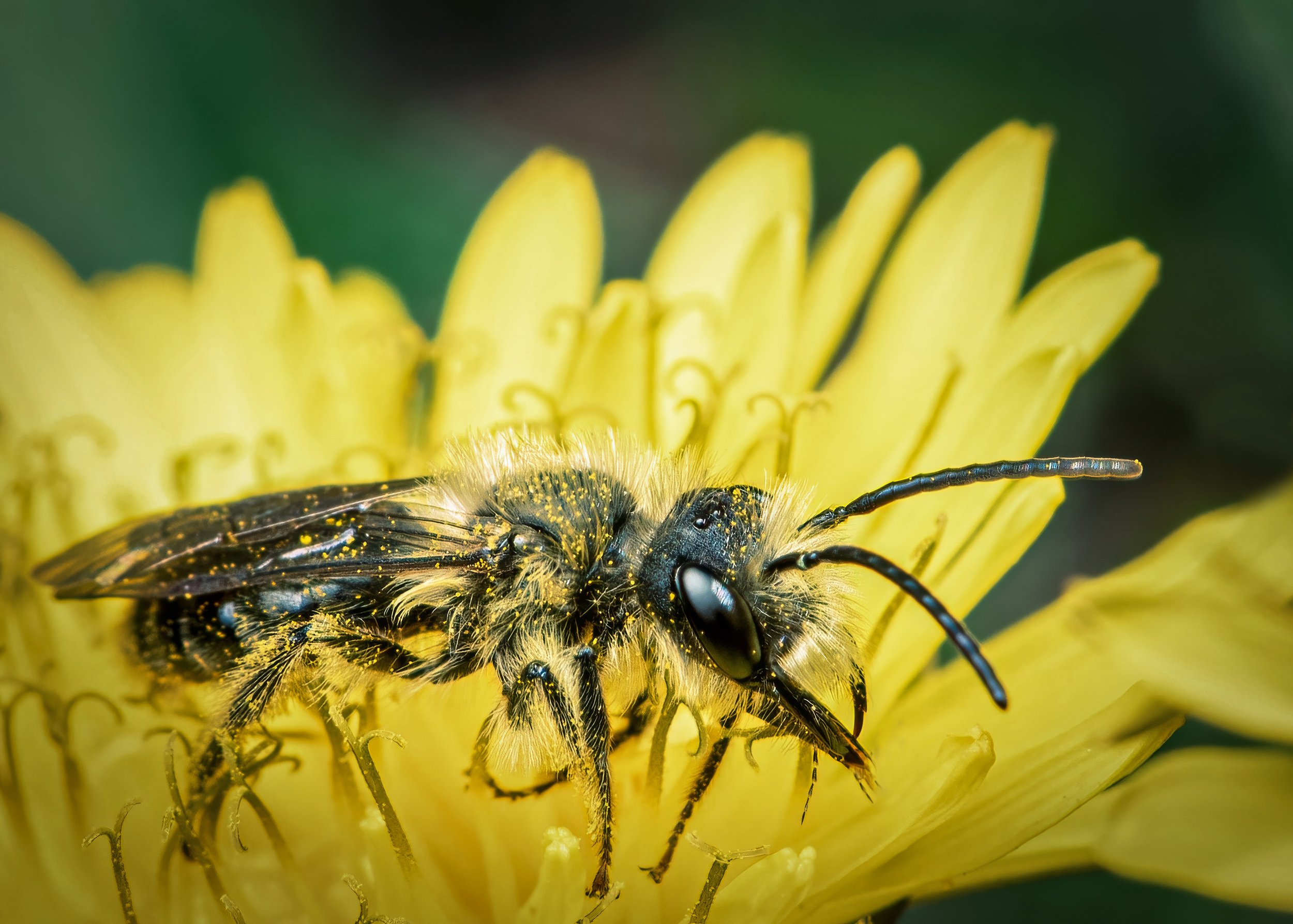 Mining Bee in Dandelion Flower