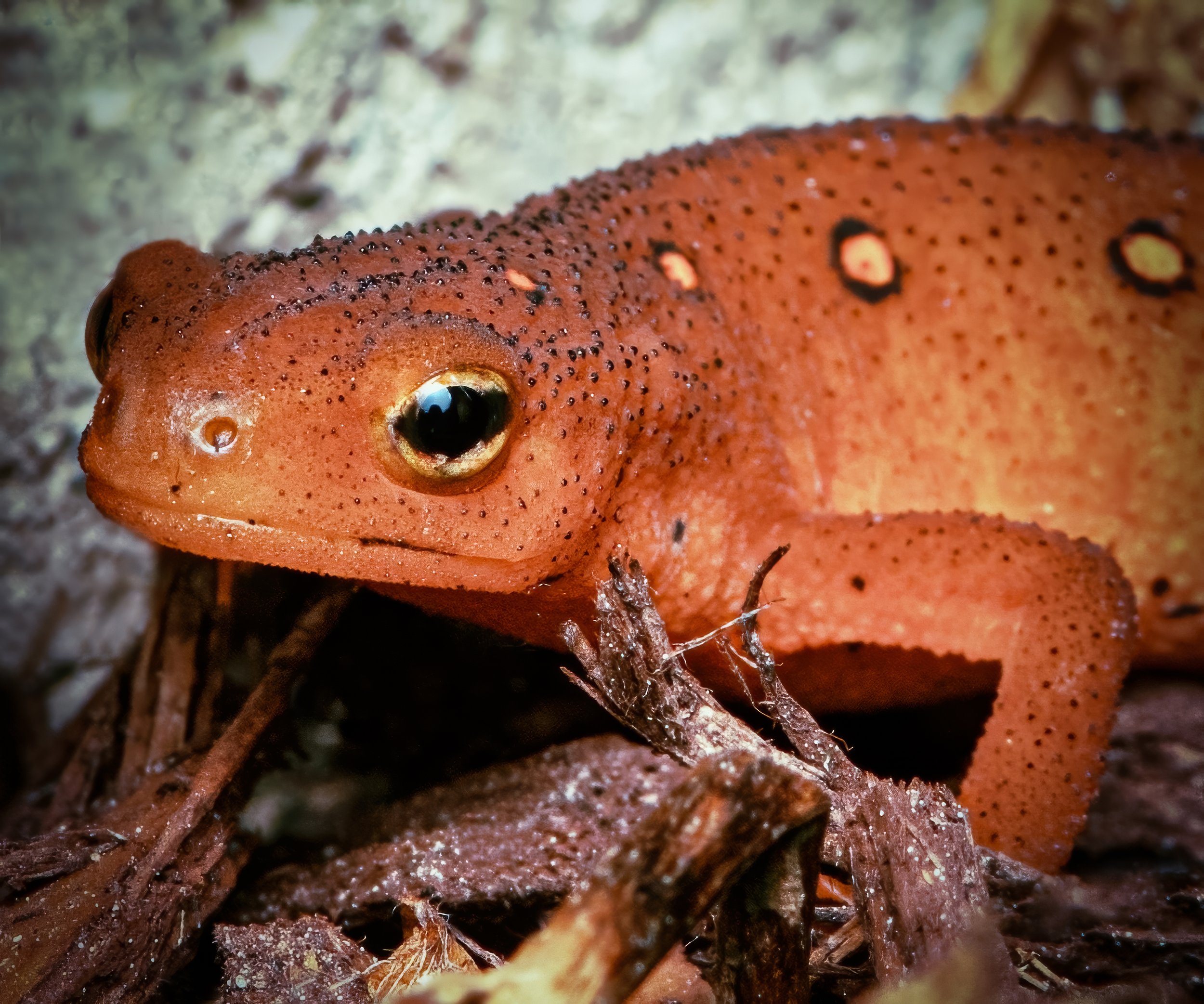 Red Spotted Newt Portrait