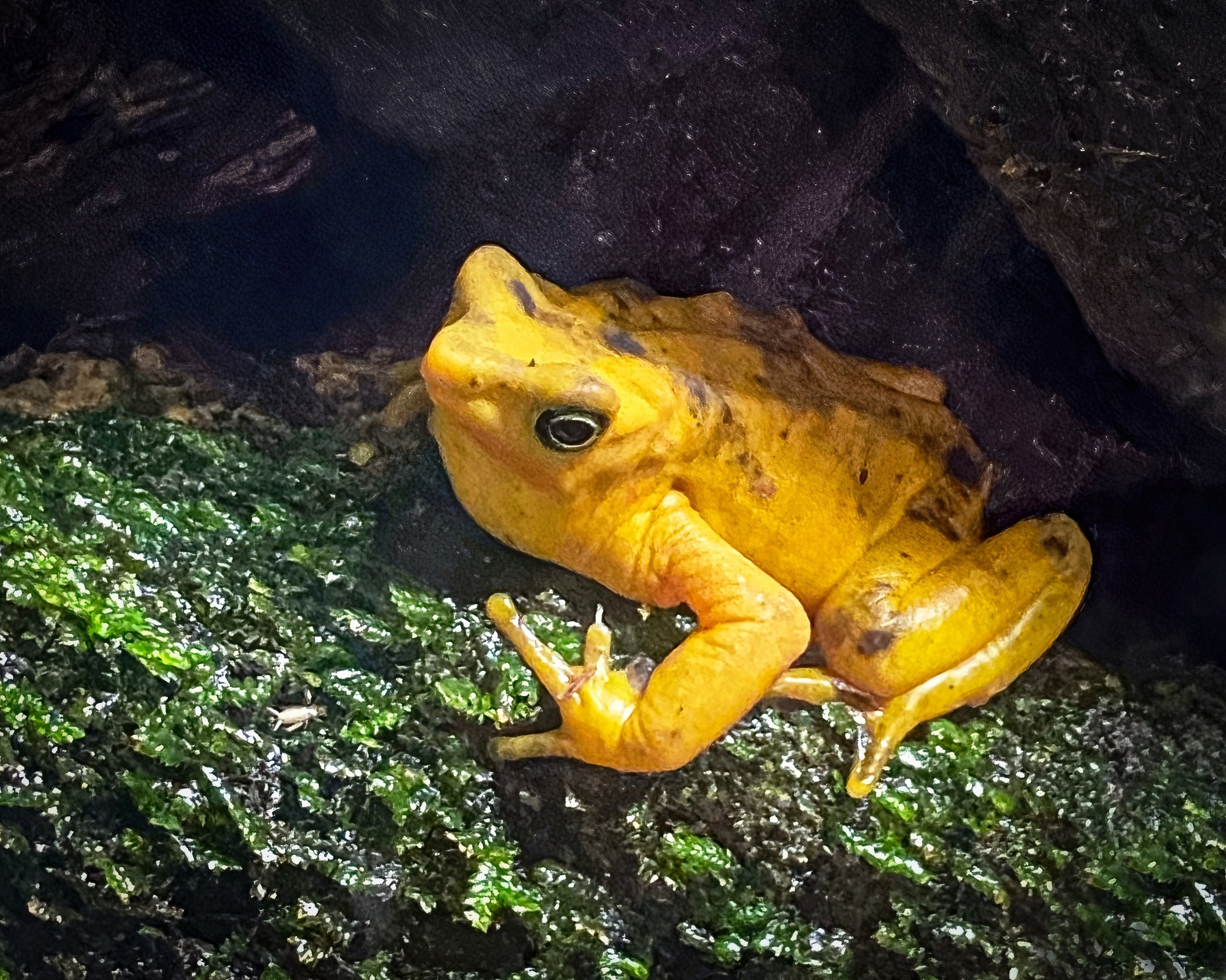 Panamanian Golden Frog