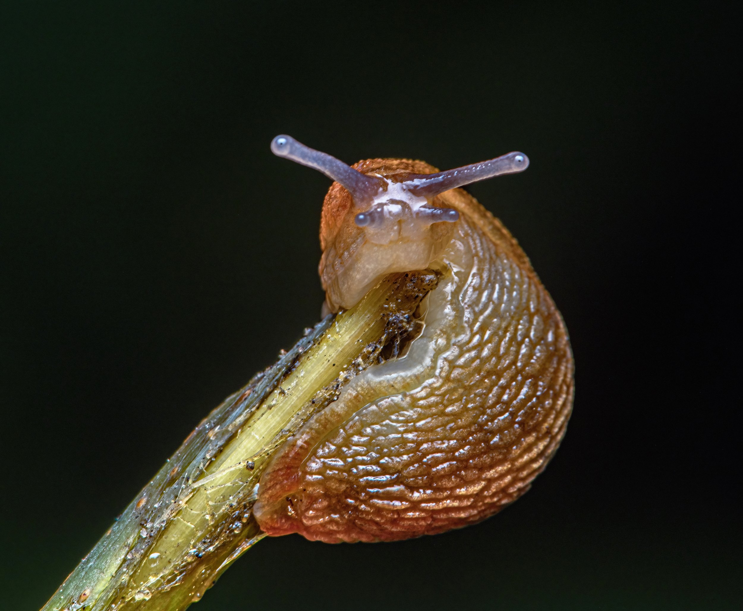 Slug on a Stick