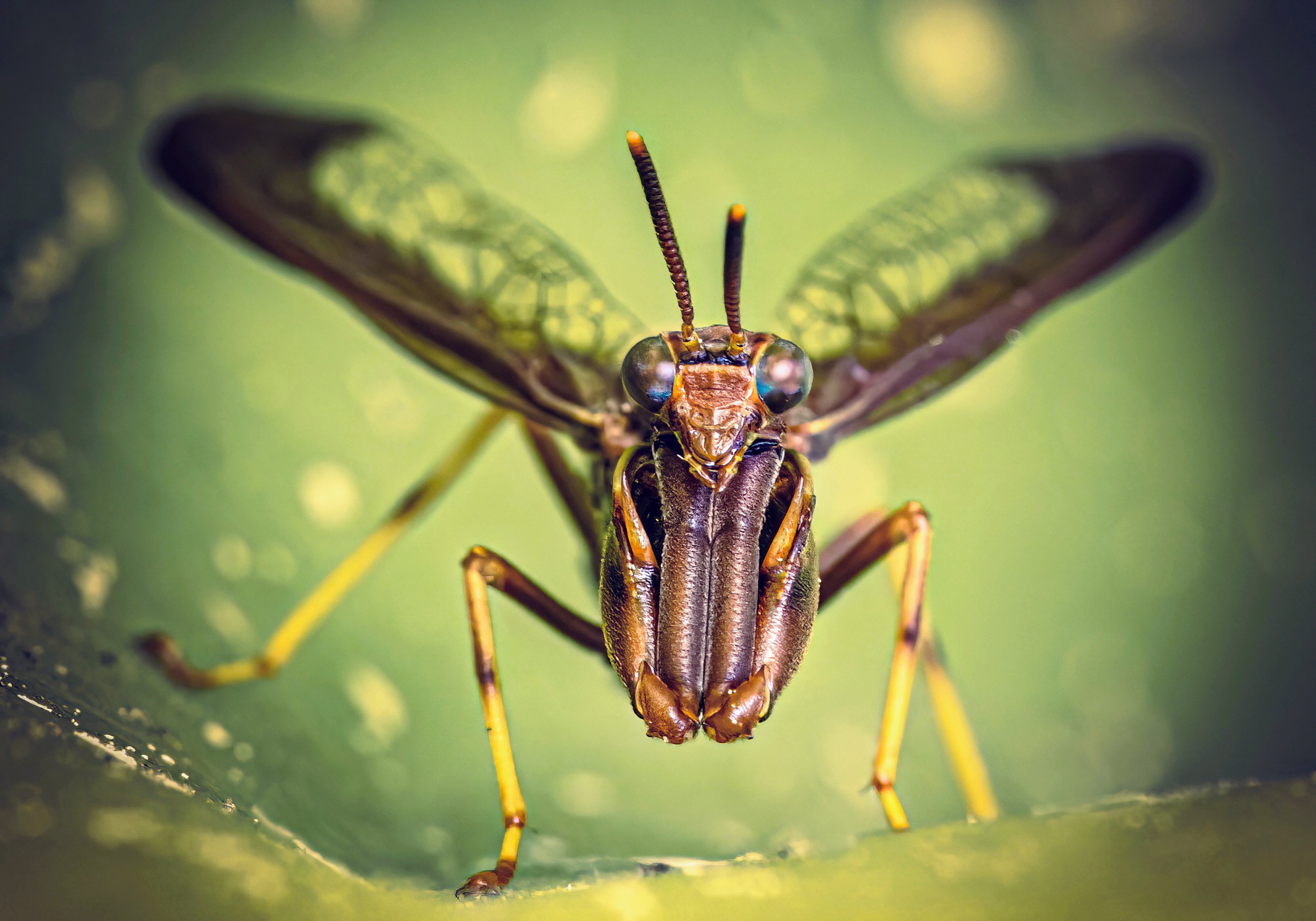 Wasp Mantidfly
