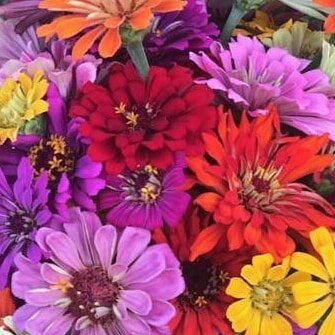 #zinnias #zinnialovers #zinnialovers #blackeyedsusanflowers