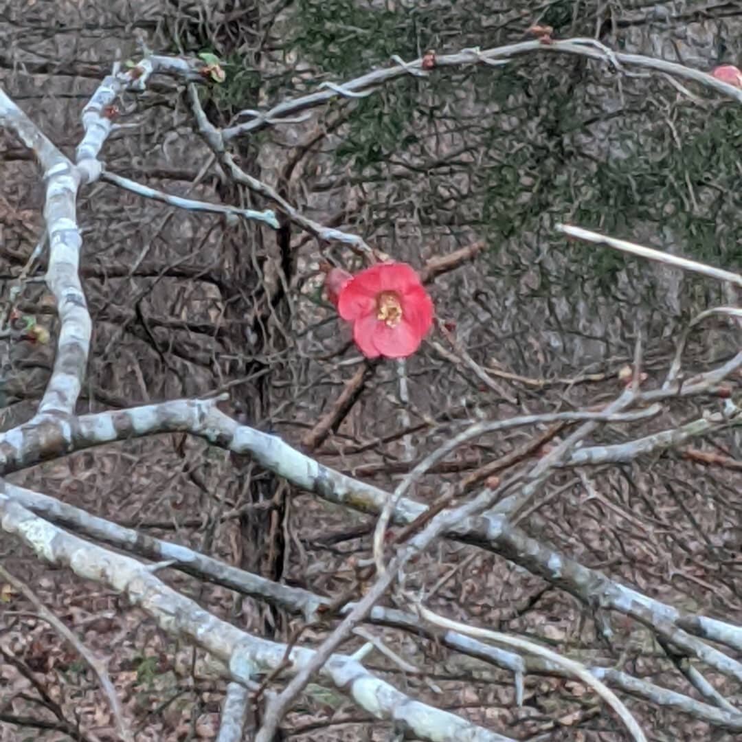 #firstflower #spring