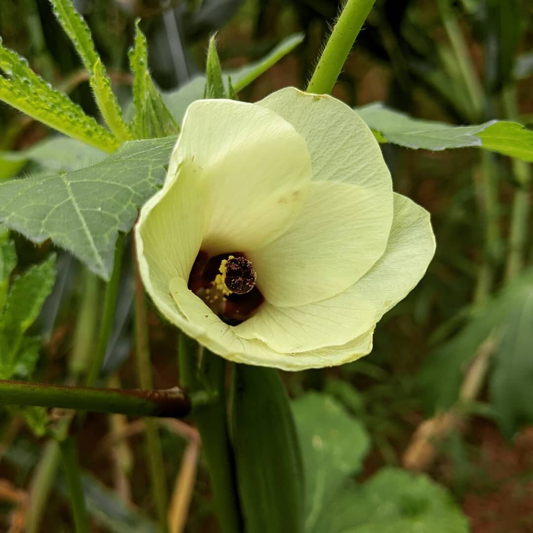 Okra flower in the garden.  #okraflower