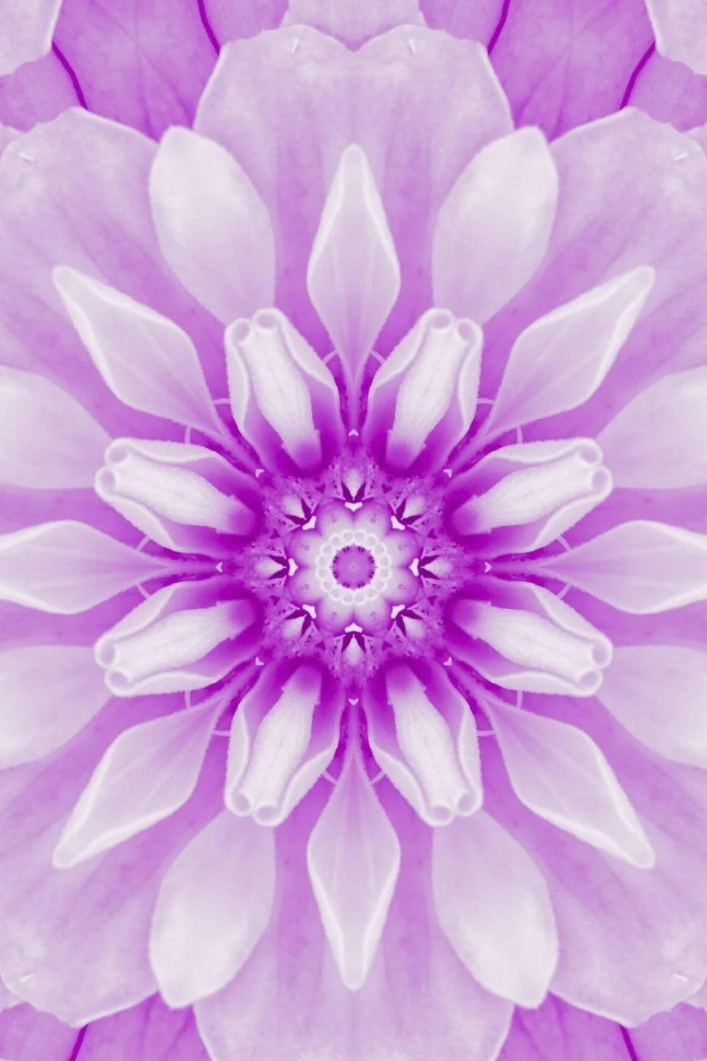 close up image of a flower that looks like a yoga mandala.