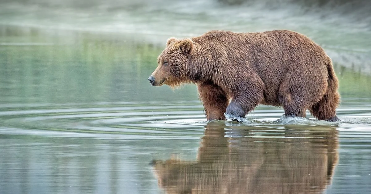 What Is Bear Pose in Yoga? Understanding the Different Poses Called Bear Pose
