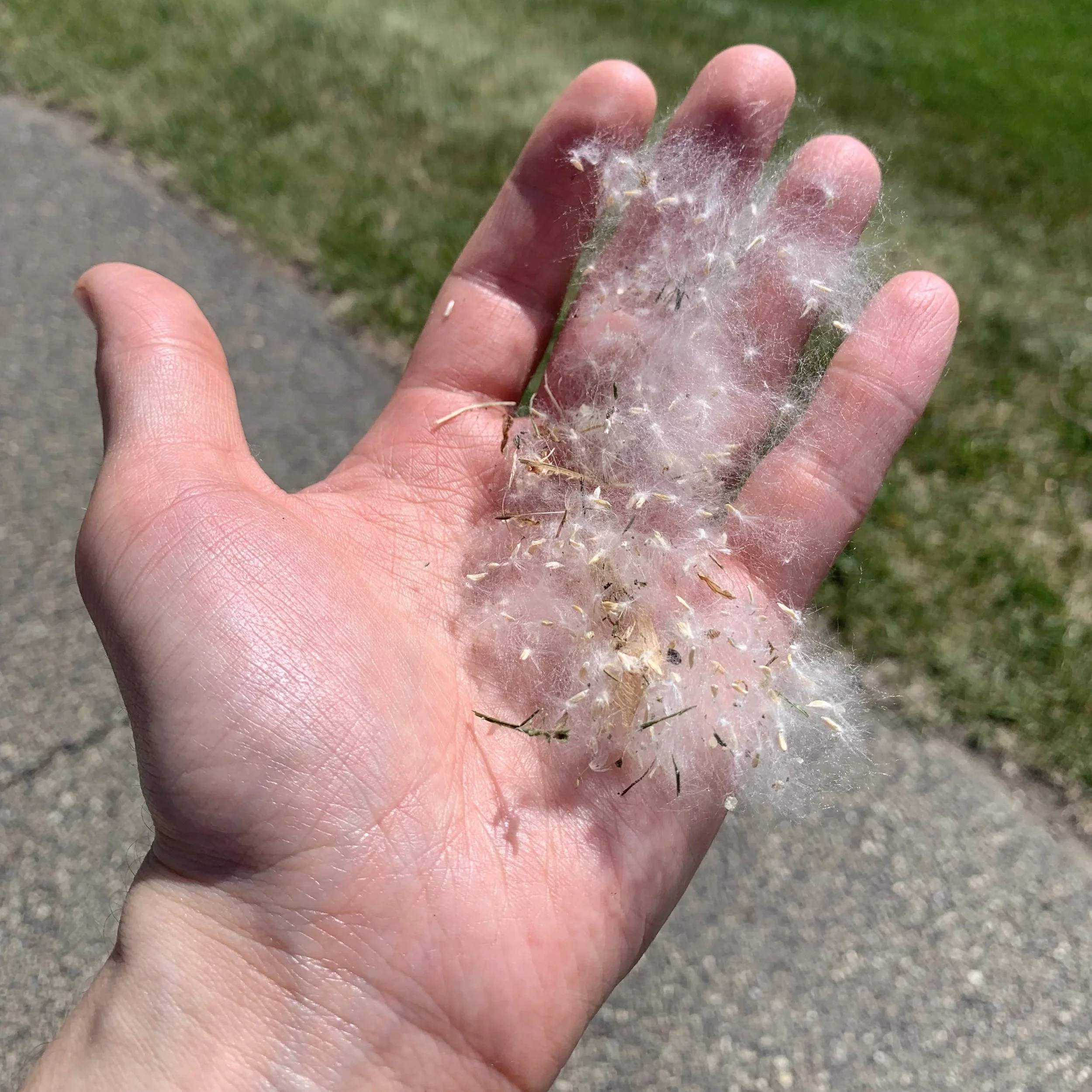 Summer Snow