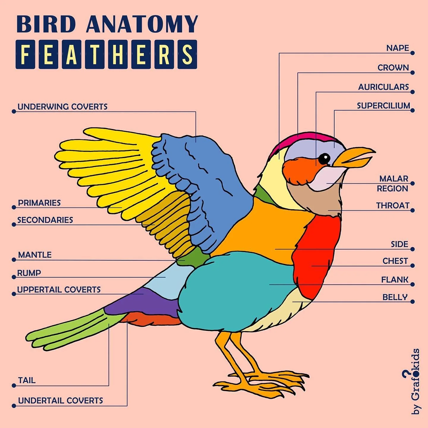 Feathers🐥🦆 (Bird Anatomy)👉scroll to see it in spanish and italian!!
.
.
 Follow us to see what&rsquo;s coming next 👉 @grafokids
.
.
🌈 We create infographics for your kids! Send us the contents to get a personalized one! (Available in english, sp