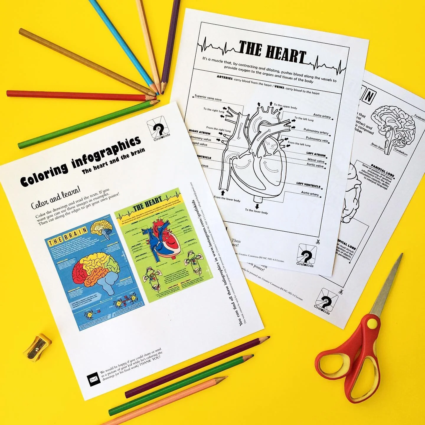 FREE/GRATIS👉In english and spanish!! Printable coloring pages!!✨The brain and the heart🧠❤️ If you want to download it check the link in bio!
.
.
🌈 Follow us to see what&rsquo;s coming next 👉 @grafokids
.
.
🌈 We create infographics for your kids!