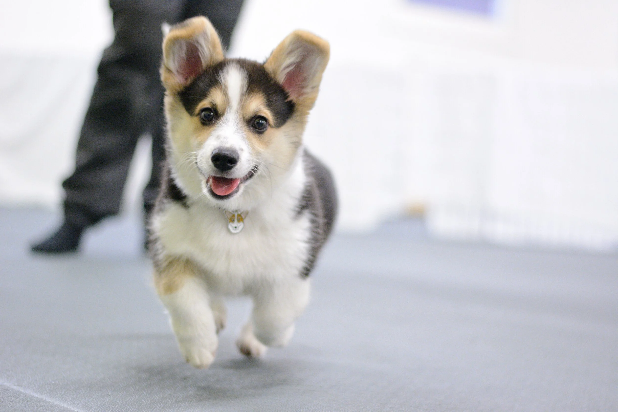 Valpekurs - Januar 2026