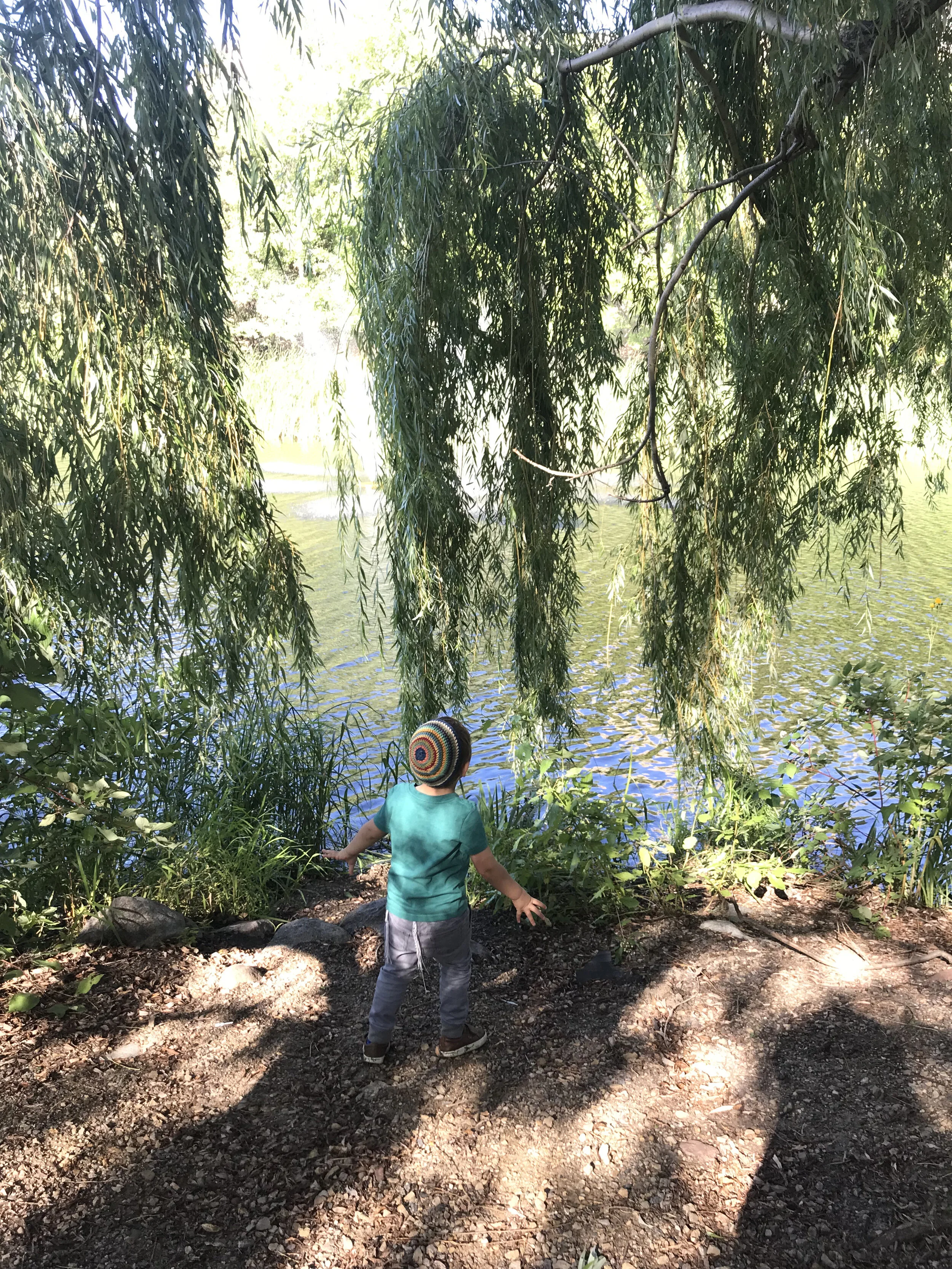 Tu B’Shevat Guided Tree Meditation