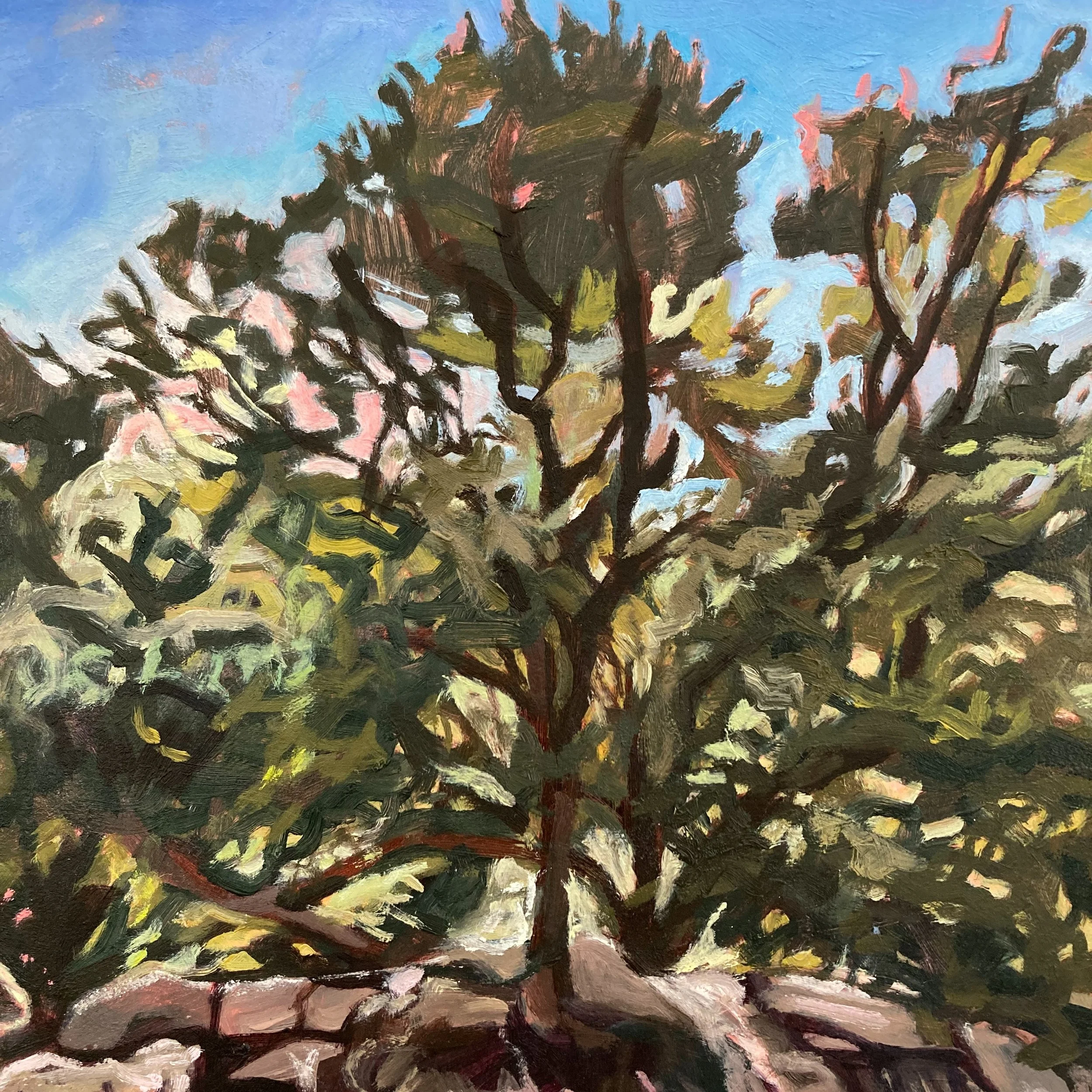 Piñon Tree, Santa Fe.jpeg