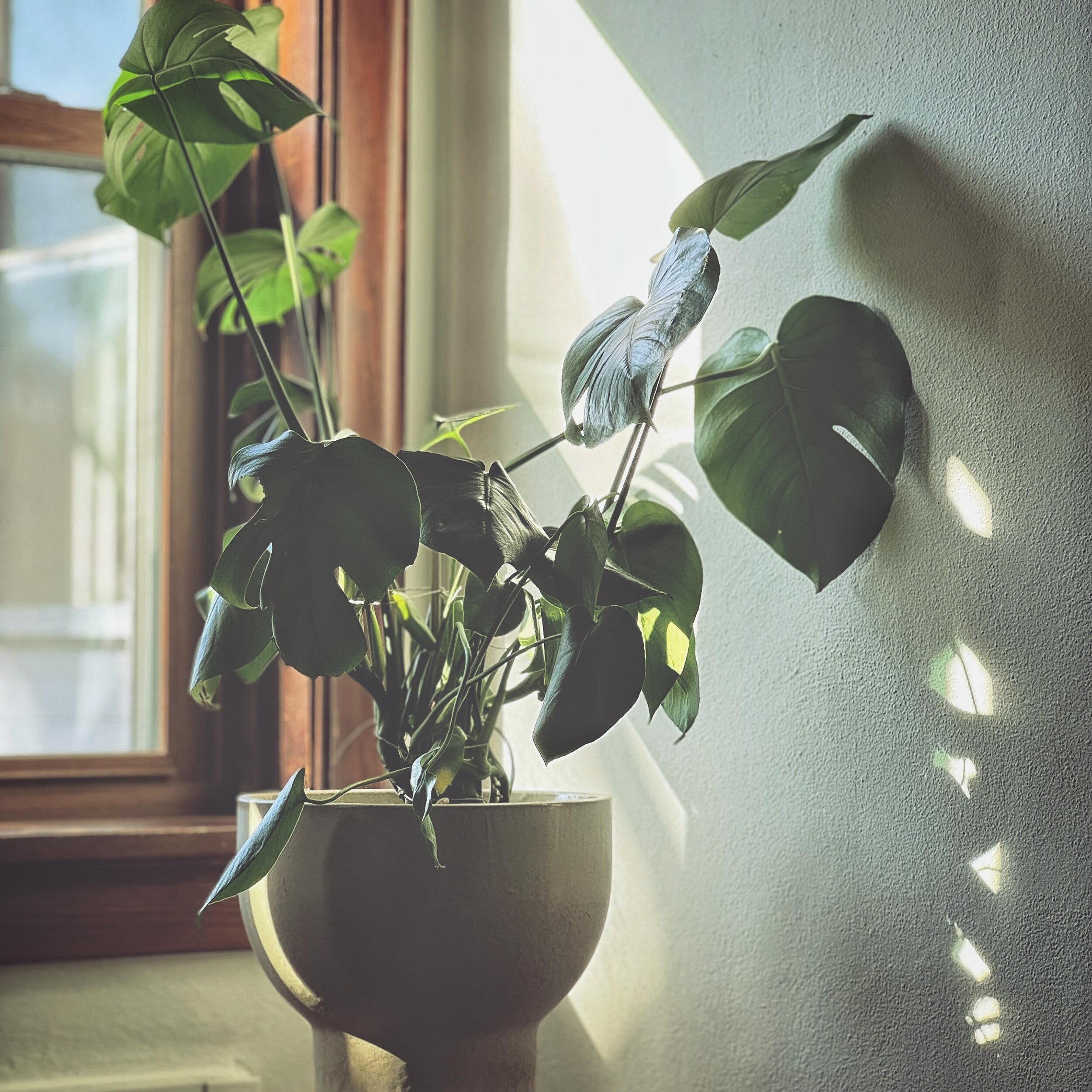 Plant on a stool. With some sun. ☀️ that&rsquo;s it.