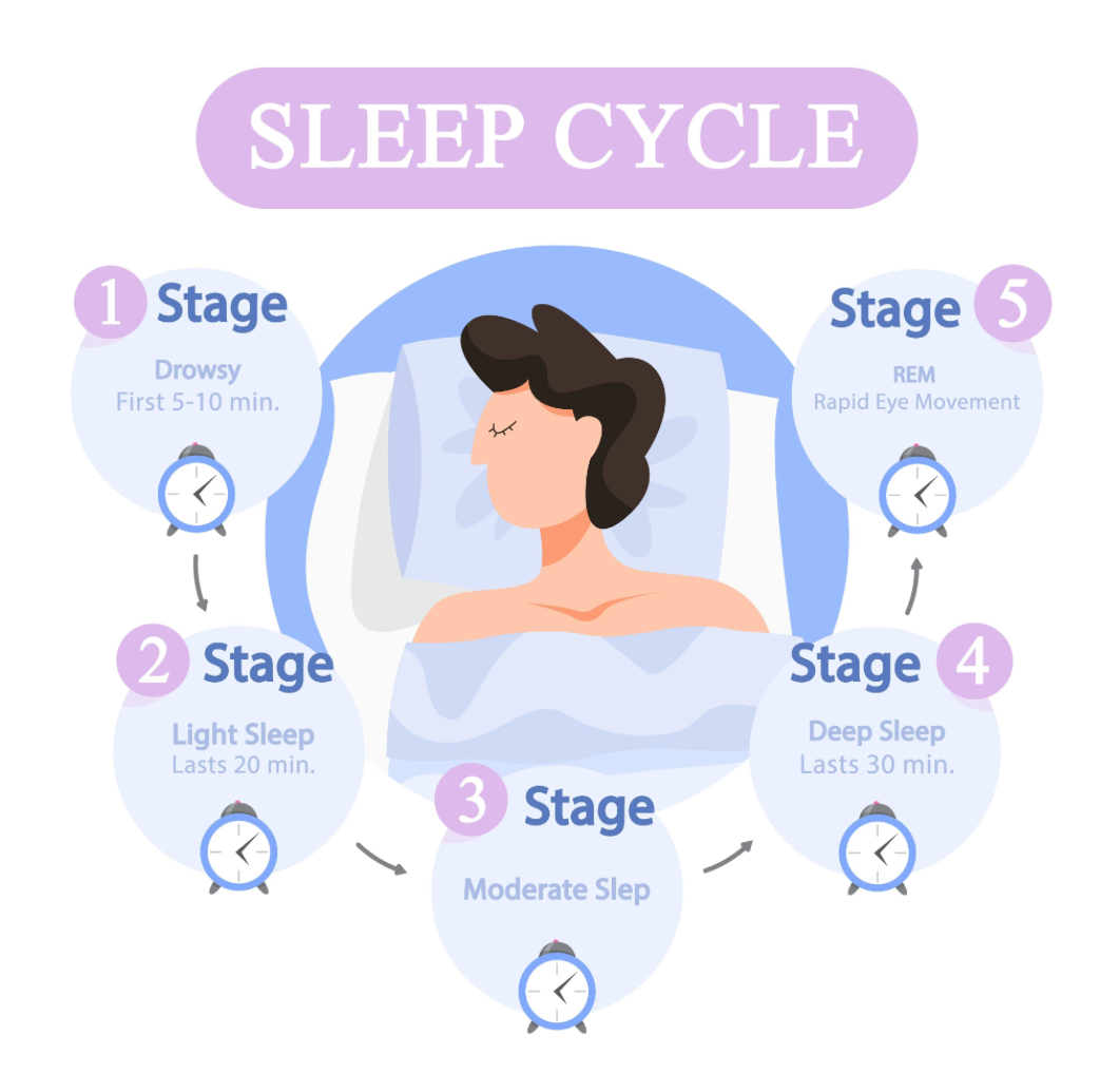 Diagram showing the stages of our sleep cycle