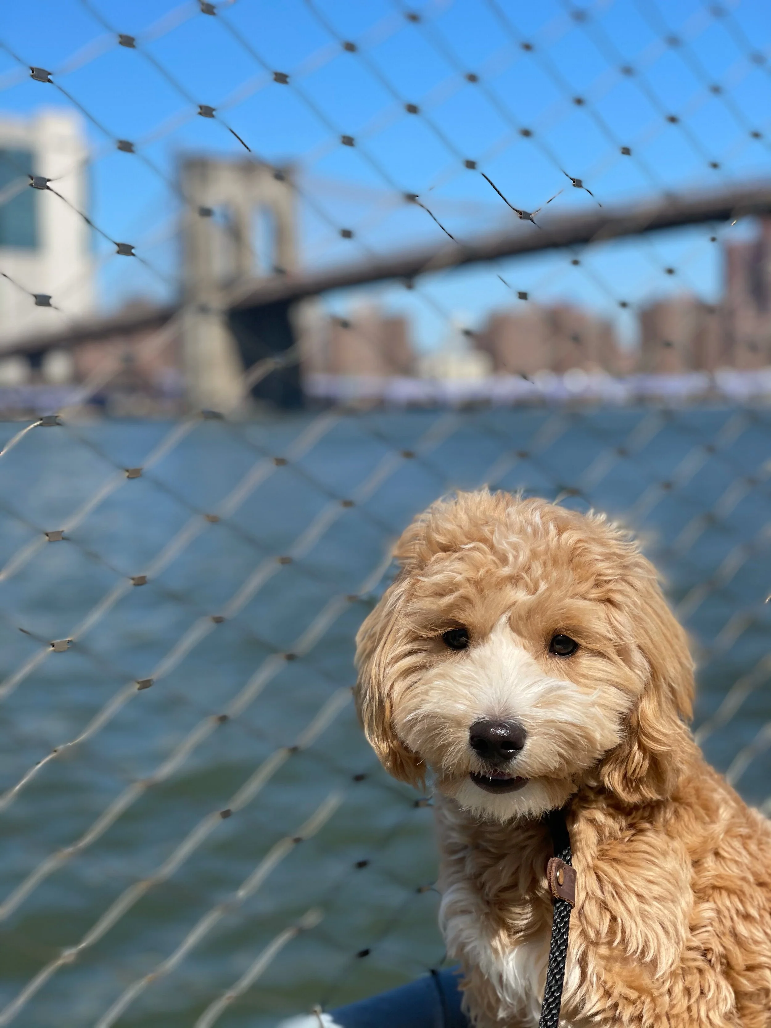 Dog in front of Brooklyn Bridge